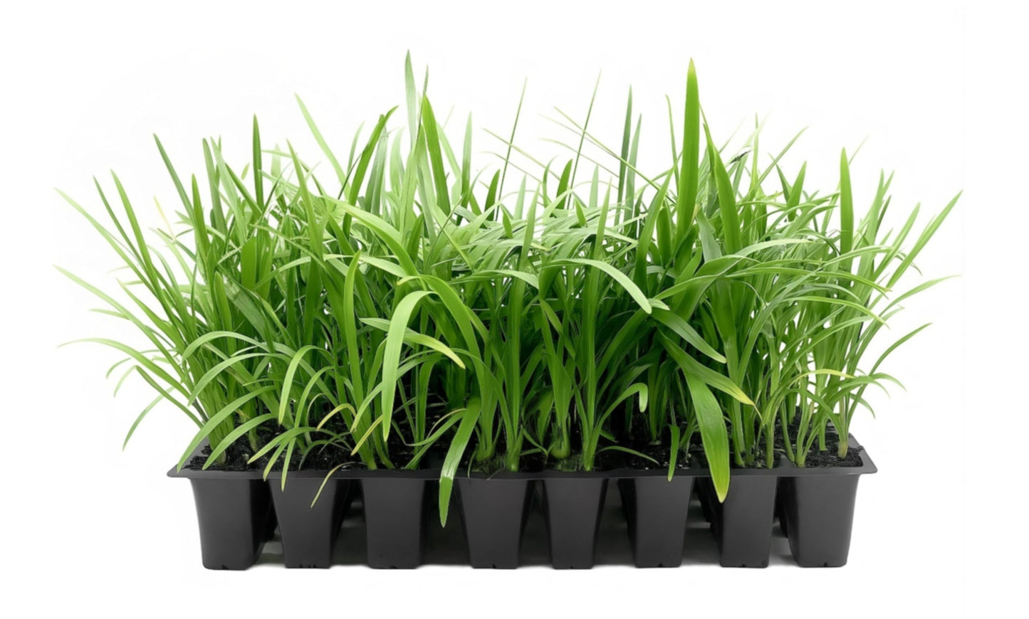 Agapanthus Africanus Blue Lily of the Nile | 3 Live Plants | Drought Tolerant, Long Blooming, Perennial Flower, Ornamental Garden, Pollinator Friendly, Easy Care, Evergreen Foliage