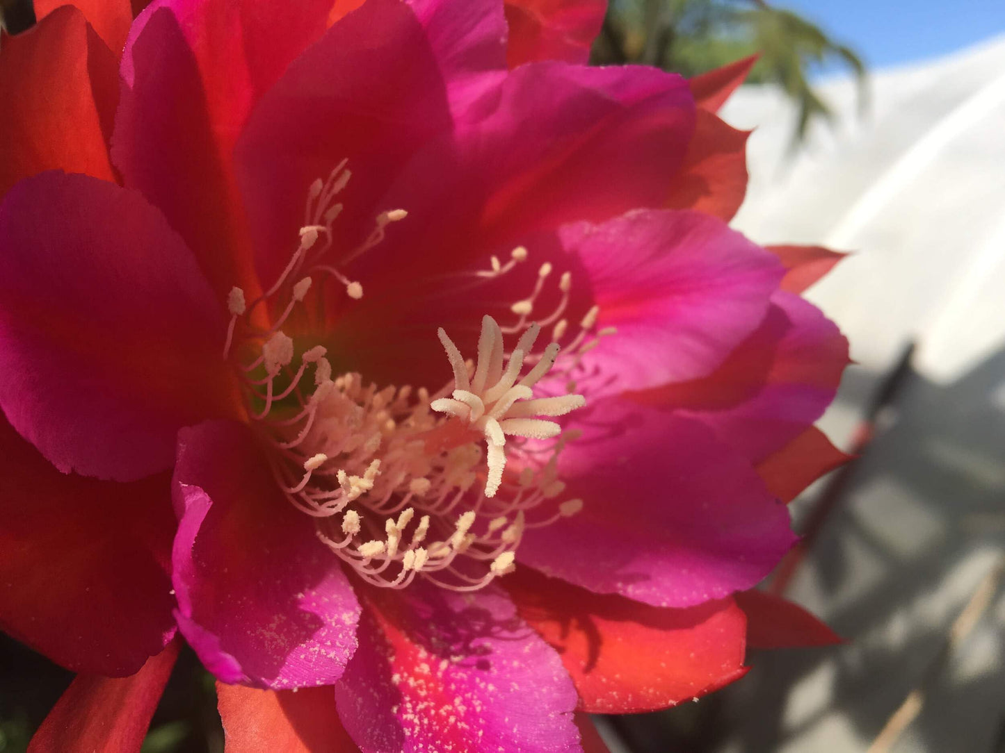 Epiphyllum 'Appeal' Fully-Rooted Starter Pot - Orchid Cactus Epiphytes - Indoor and Outdoor Plant - No Shipping to California or Arizona