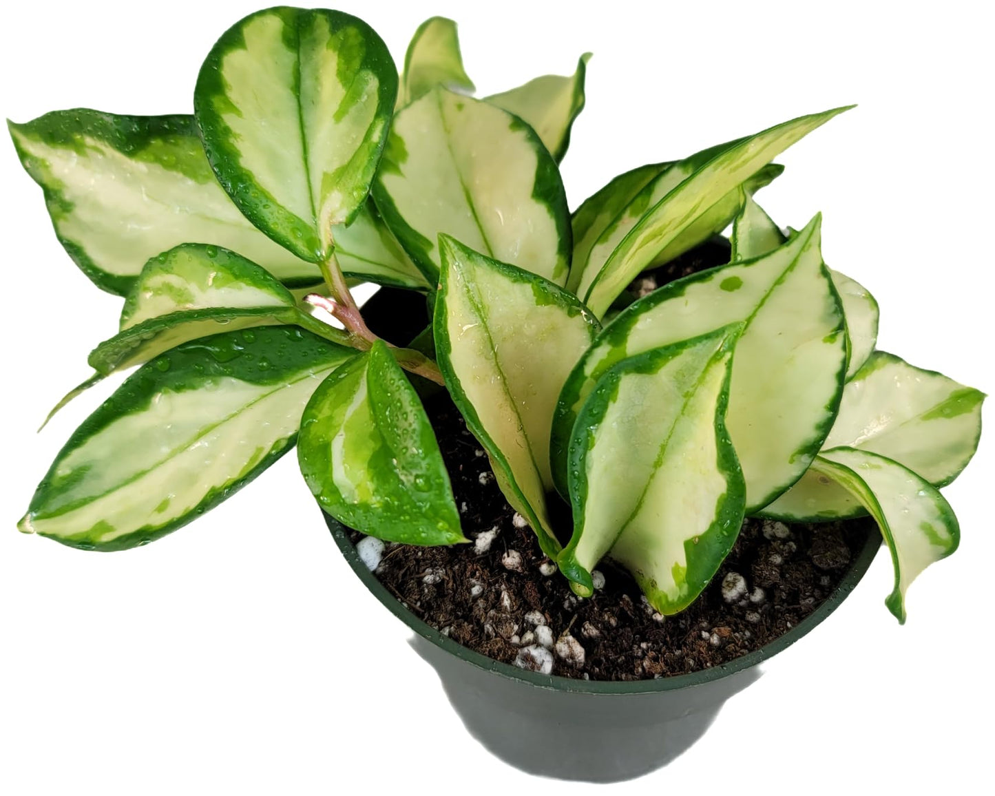 Hoya Krimson Princess, Hoya Carnosa Vareiagata, Live Hoya Plant, Live Arriaval Guarantee! (4" Pot with 2 or More Plants)