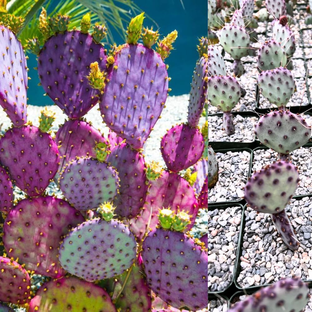 Purple Prickly Pear Cactus Live Plant, in 3.5" Pot, Hardy Purple Cactus for Outdoor or Indoor Growing