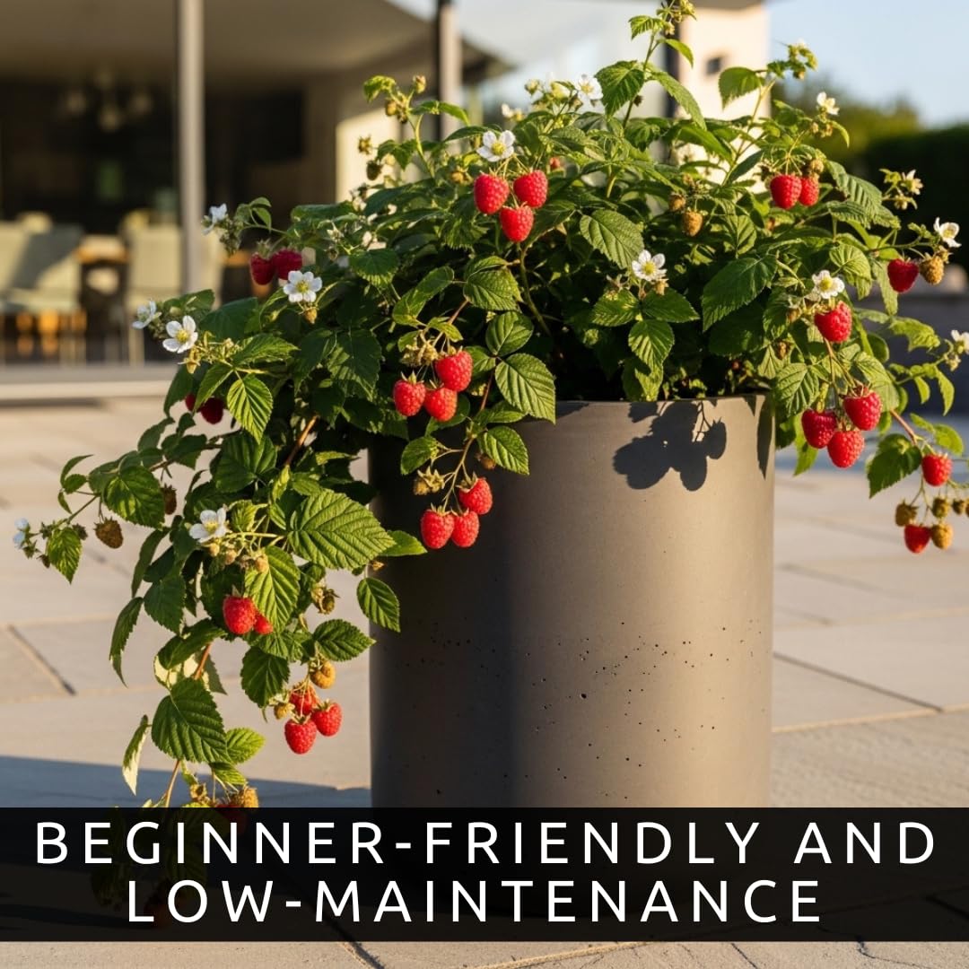 Live Raspberry Plants for Planting – Premium Bare Root Berry Bushes – Sweet Red Raspberries – Cold Hardy, Fast Growing Fruit Plants for Outdoor Garden – High Yield Perennial Canes
