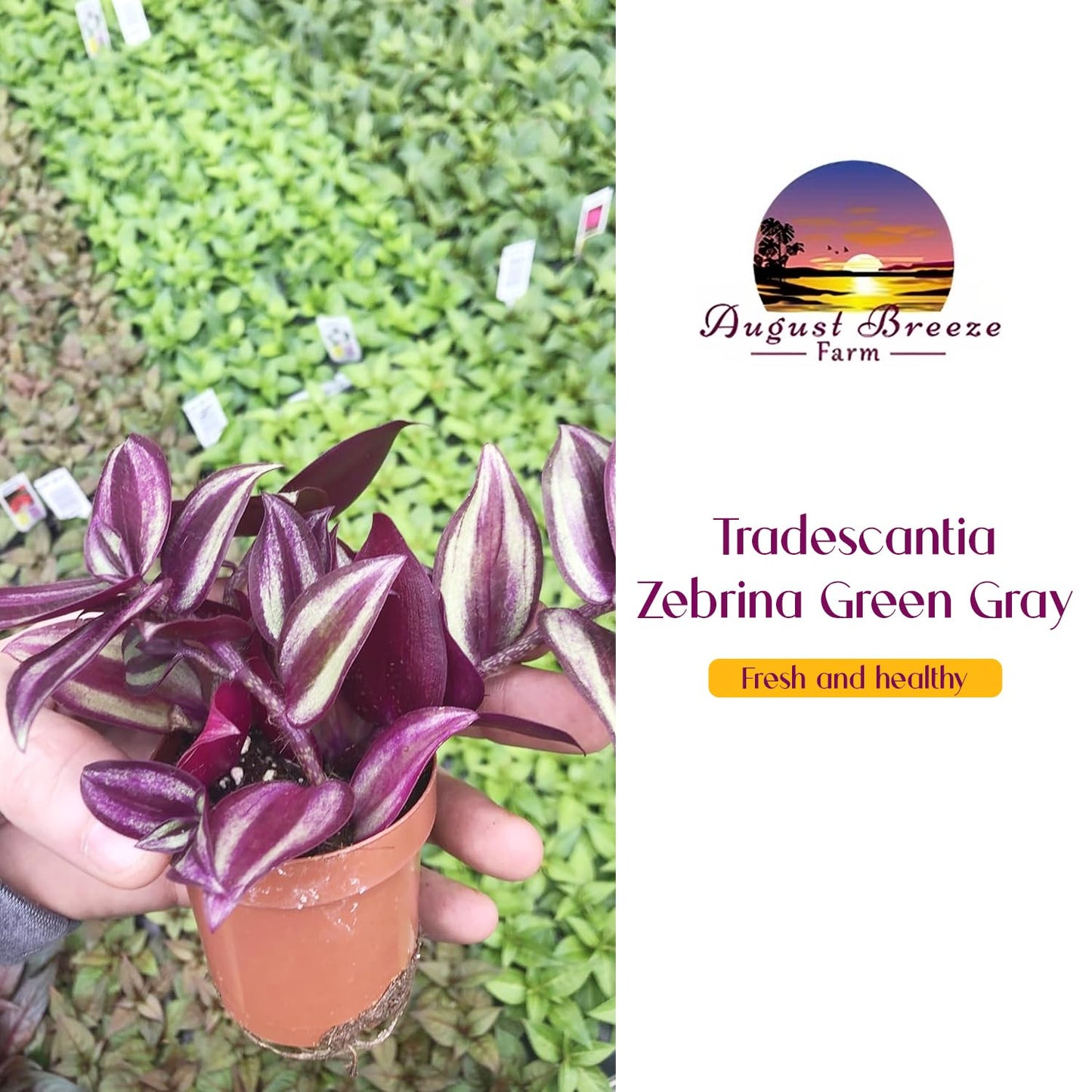 Live Tradescantia Zebrina Plant in 2.5-Inch Pot- Purple Wandering Jew - Easy Live Houseplant for Home & Office Decor - Eye-Catching Silver and Green Foliage - Indoor Gardens Air-Purifying (1)