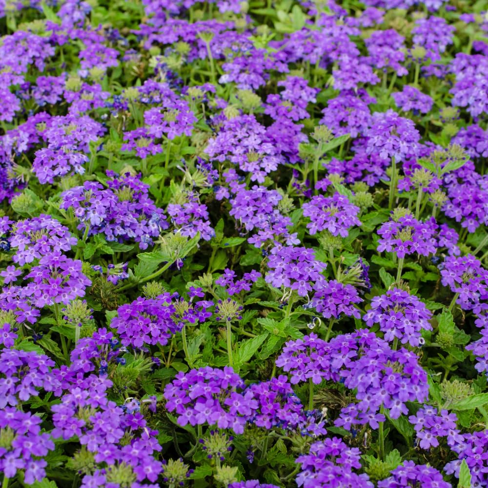 2 Dark Purple Verbena Live Plants, Trailing Verbena Plants for Planting Outdoor, Perennial Ground Cover Flowers 4-7 Inches