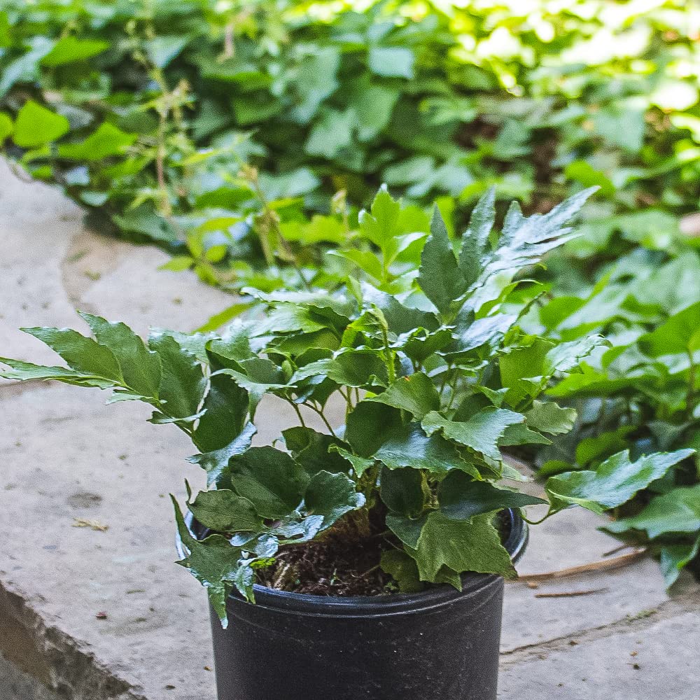 Holly Fern Plants Live Houseplants, Ferns Live Plants Indoor Plants Live Houseplants, Live Fern Plant Low Light House Plants Indoors Live Outdoor Plants and Flowers, House Plant by Plants for Pets