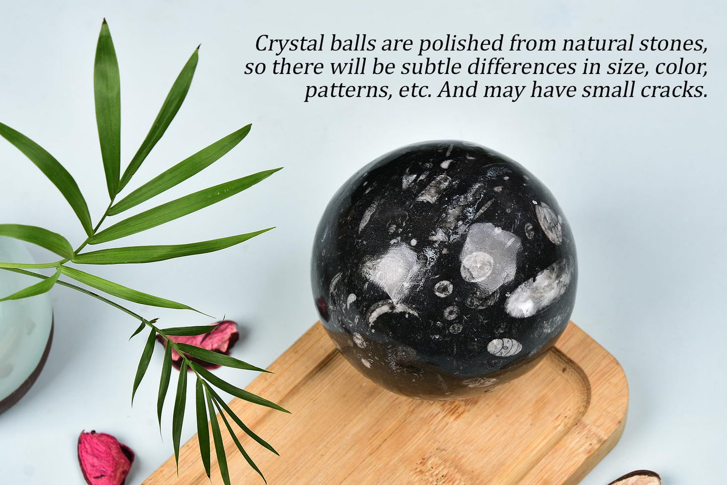 AMOYSTONE Large Orthoceras Fossil Divination Sphere for Collector Gift