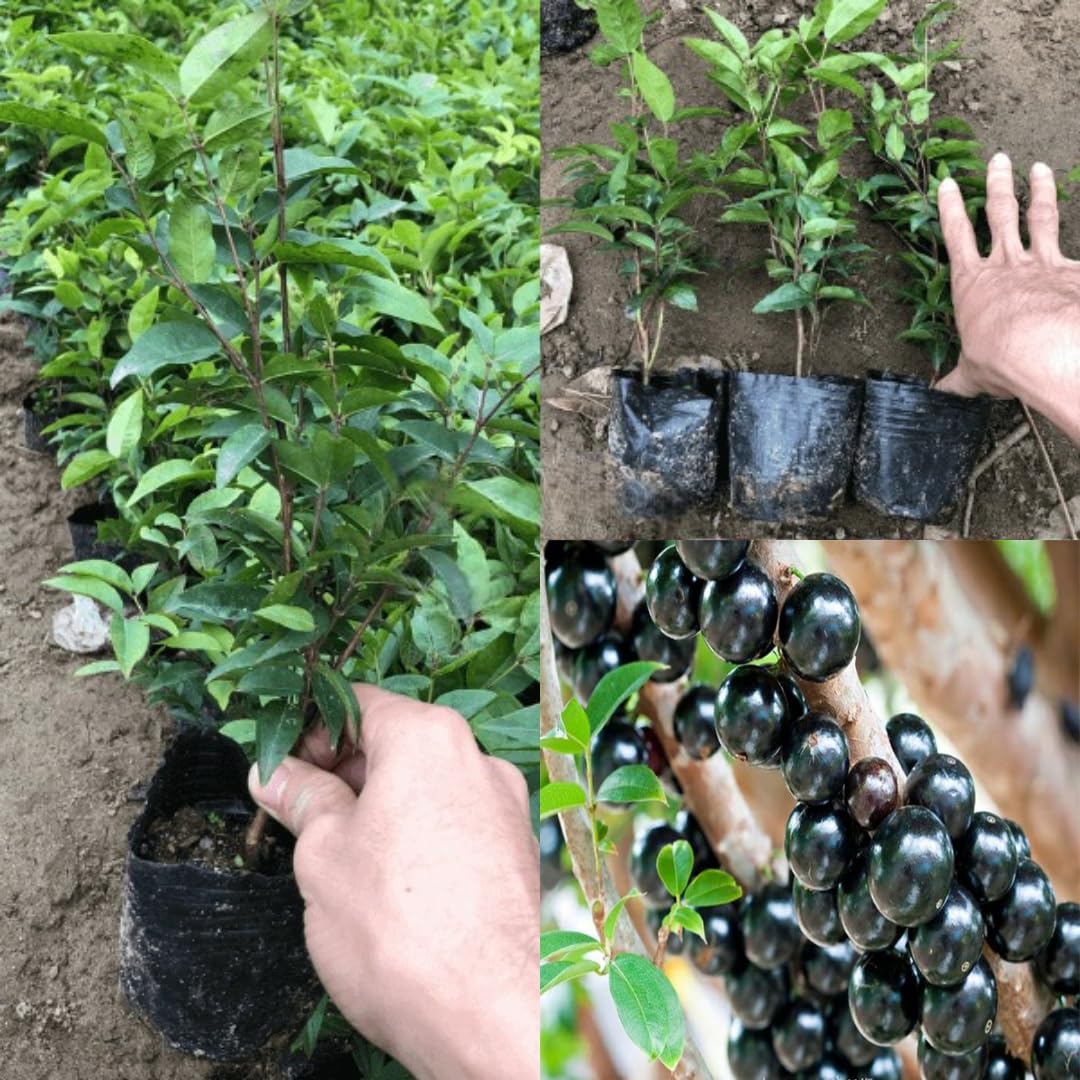 1 Feet Black Jaboticaba Tree Live Plant Well-Rooted and Fast-Growing Brazilian Jabuticaba Grapetree, No Pot, 1 Years Old Ready for Outdoor Spring Planting