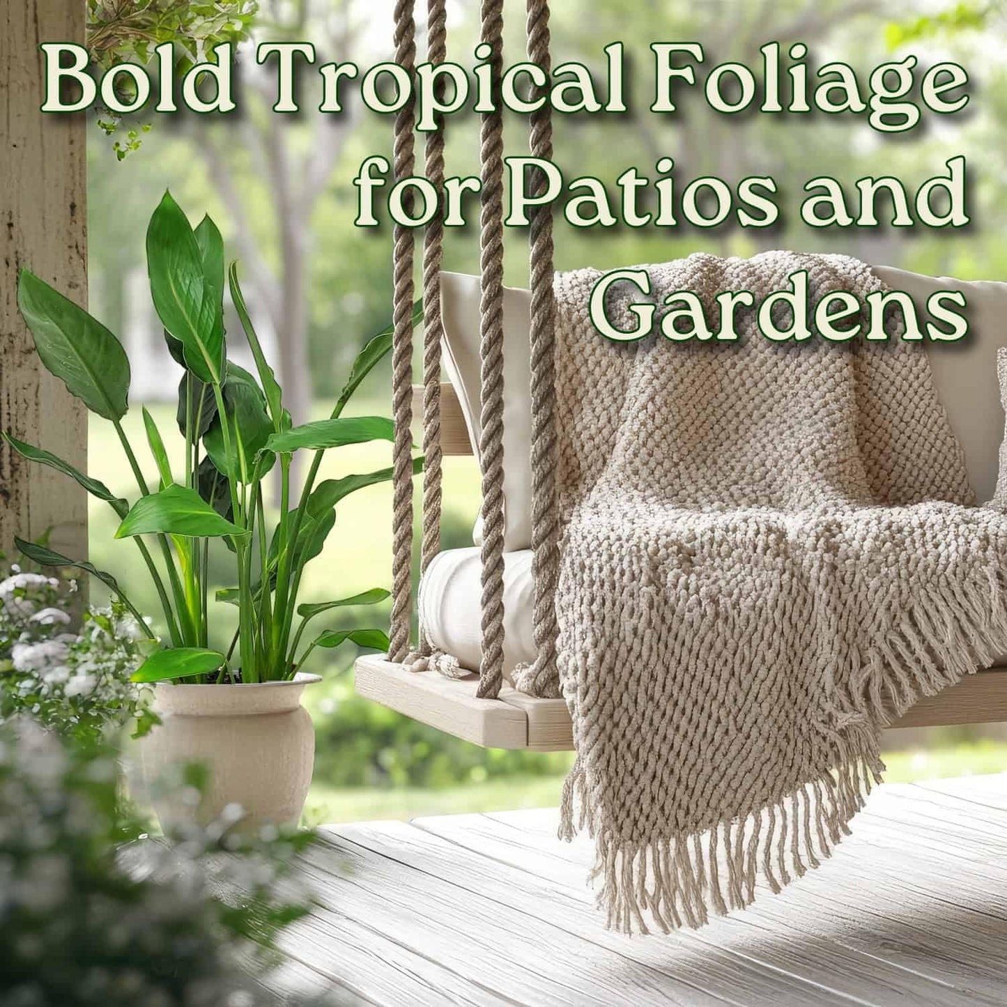 Tropical Plants of Florida Bird of Paradise Live Plant Orange Flower - 3 Gallon 30 to 36 Inch Tall Indoor Outdoor Tropical Foliage Plant