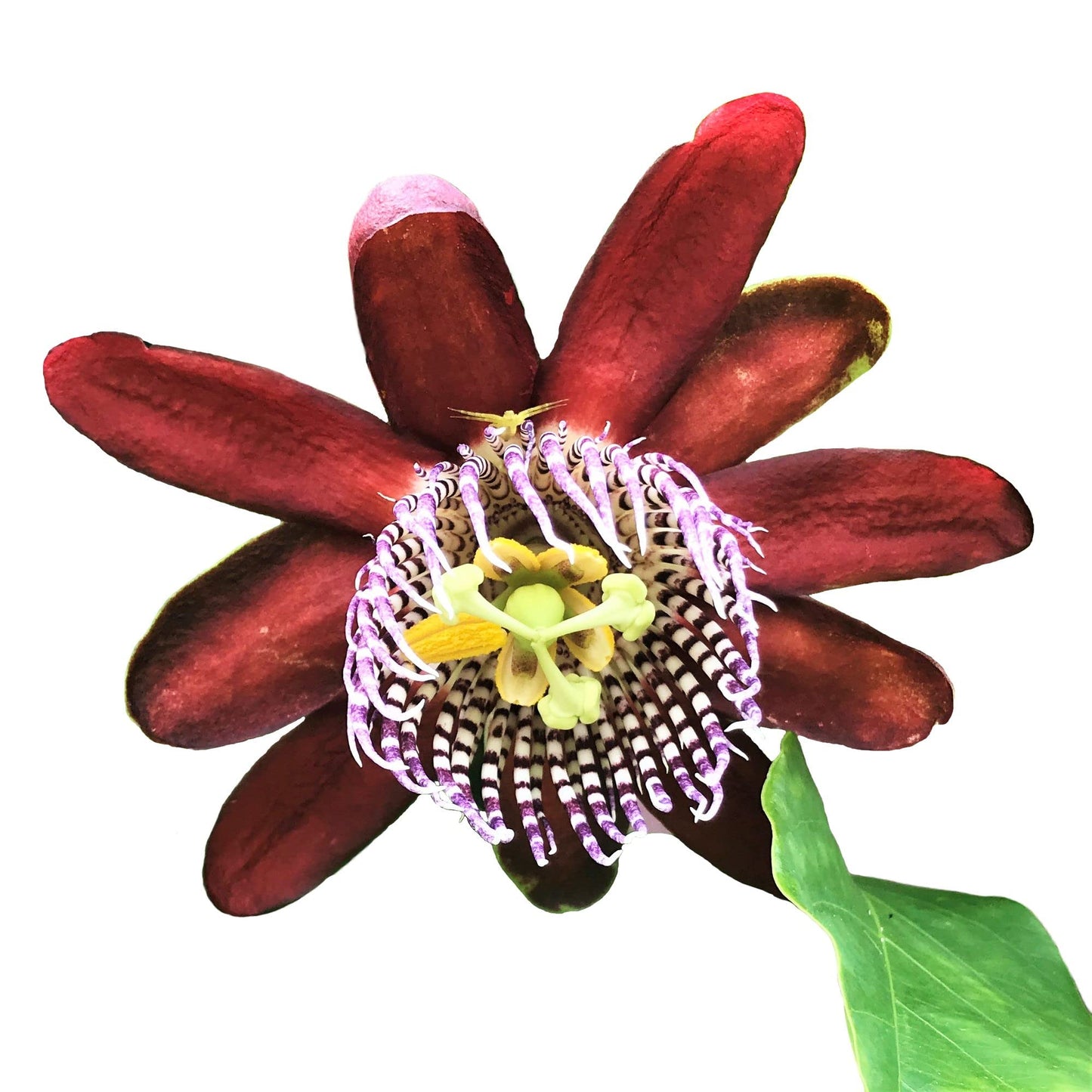 Easy to Grow Passion Flower Ruby Glow 1 Plant - Potted Vine in Quart Grower Pot, Summer Fragrant Maroon-Red Blooms in Sun (Passiflora)