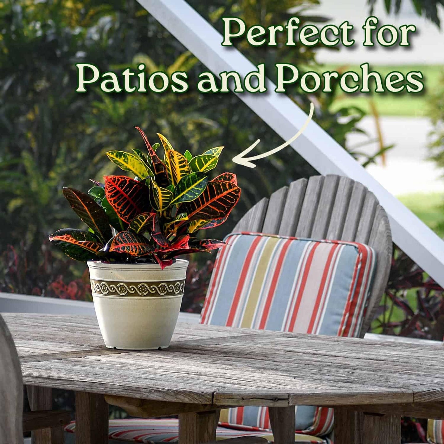 Tropical Plants of Florida Croton Petra Live Plant - 1 Gallon 12 to 16 Inch Tall Variegated Foliage Plant Indoor Outdoor Colorful Houseplant Nursery Pot
