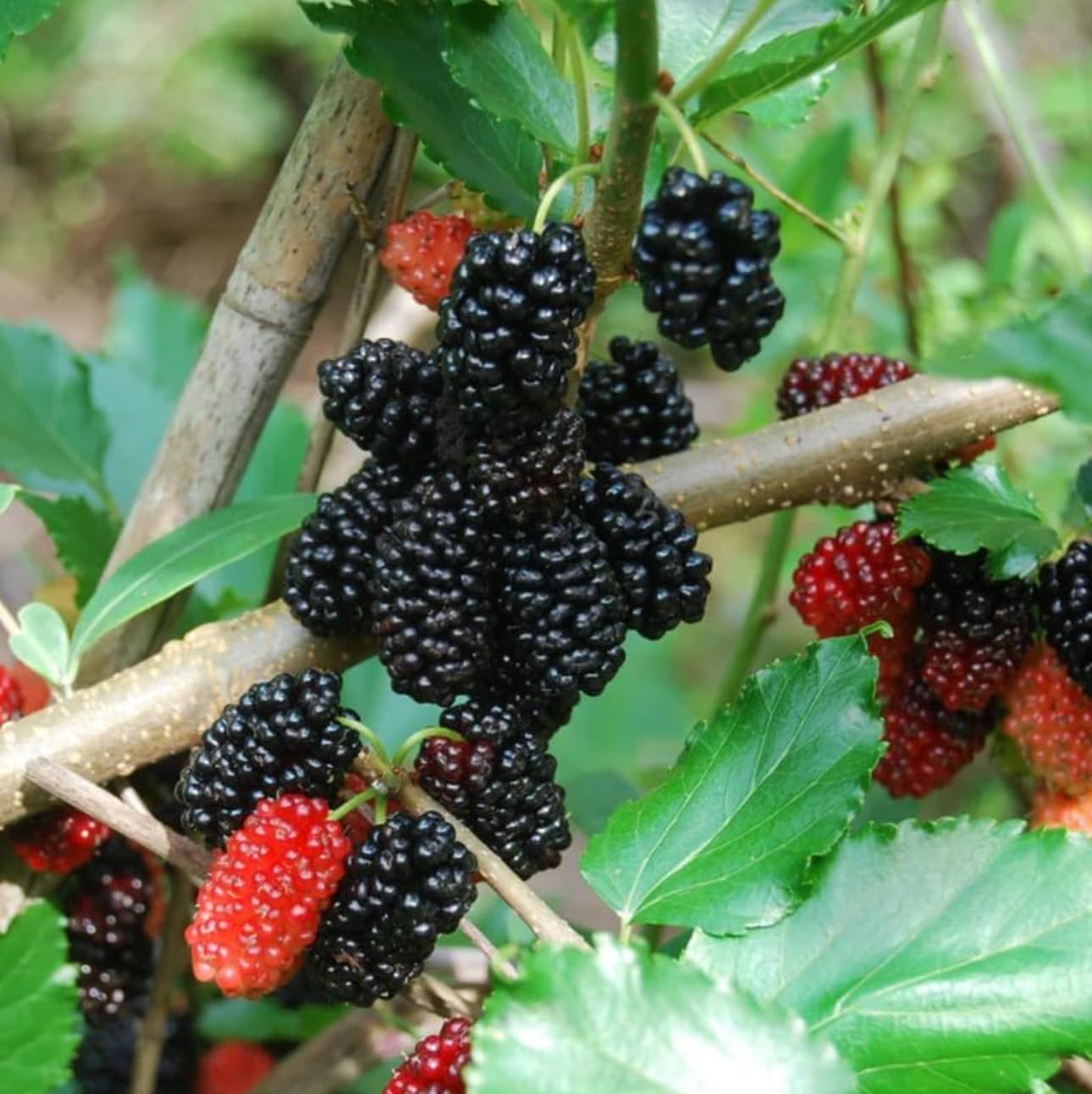 Mulberry Dwarf Everbearing 1 Live Plant in 3x6 Inch Pot