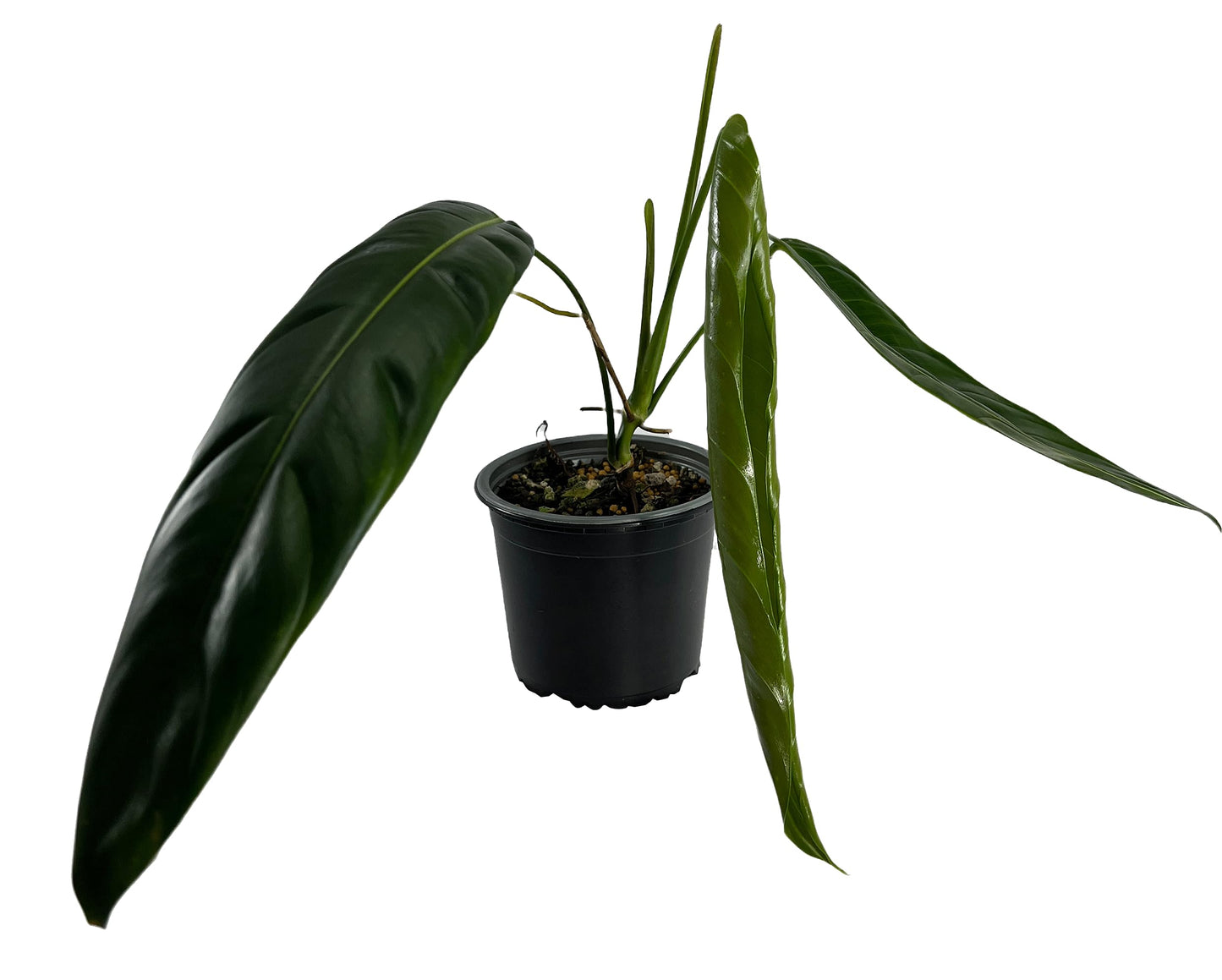 LEAL PLANTS ECUADOR Philodendron Patriciae Live House Plant| Air-Purifying Green Leaf Philodendron |Perfect for Home Decor, Unique Gift for Plant Lover