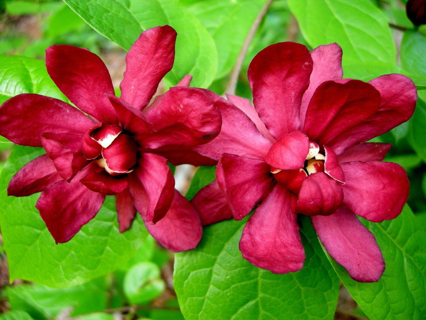 Live Plant - 2 Carolina Allspice/Sweet Shrubs - 6-18" Plants - Qt Pots - Calycanthus floridus