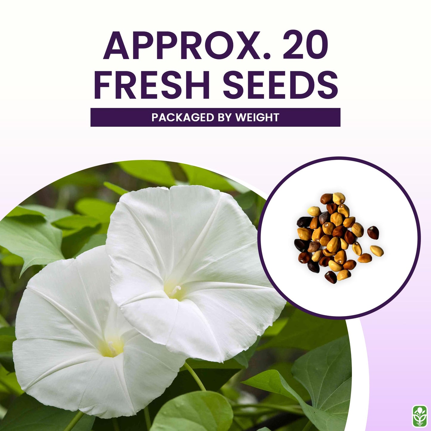White Moonflower Vine Seeds - Climbing Vine Up to 15 Feet - Fragrant