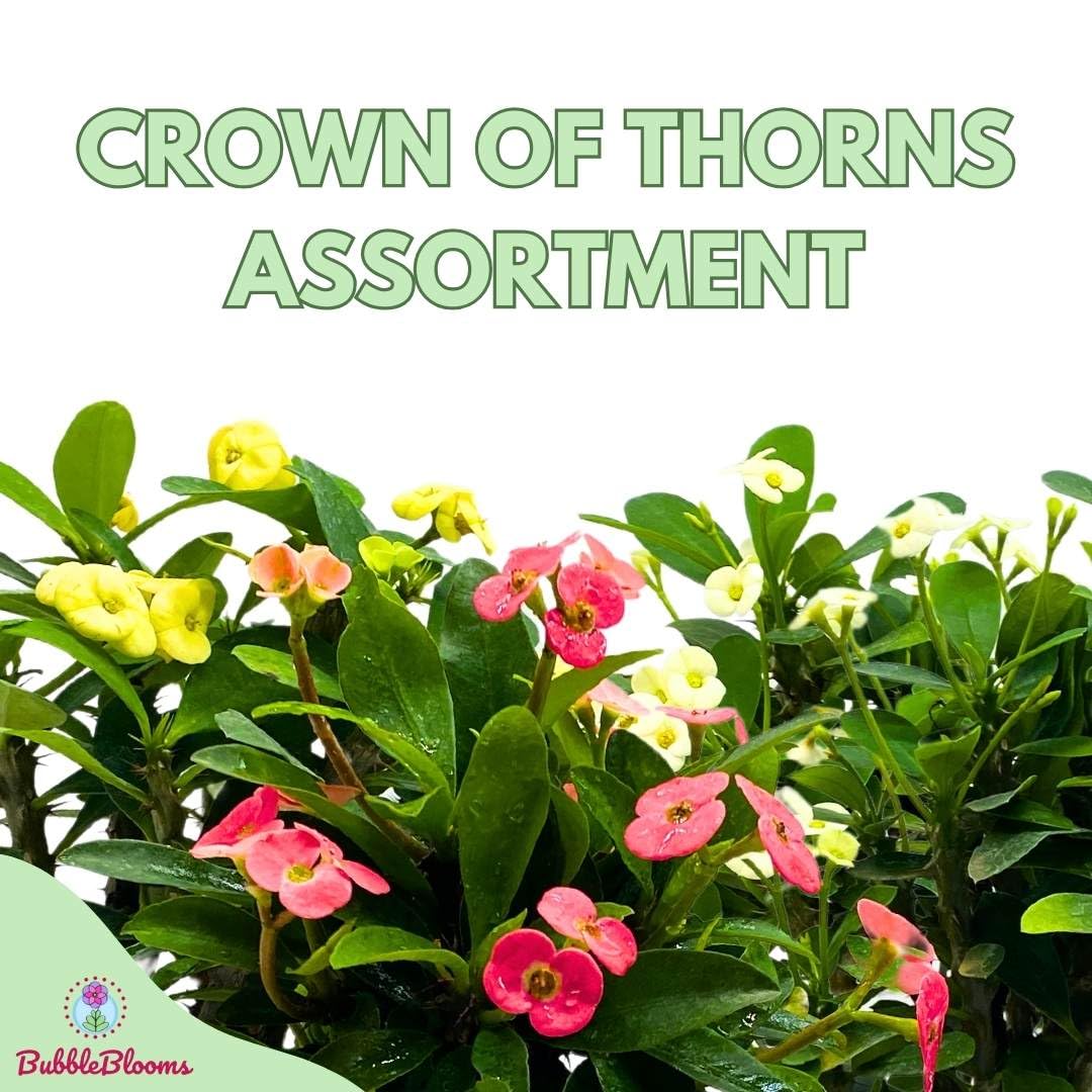 BubbleBlooms Crown of Thorns, Euphorbia milii Assortment, Set of 3 in 4 inch pots, Crown-of-Thorns Plant, Christ Thorn