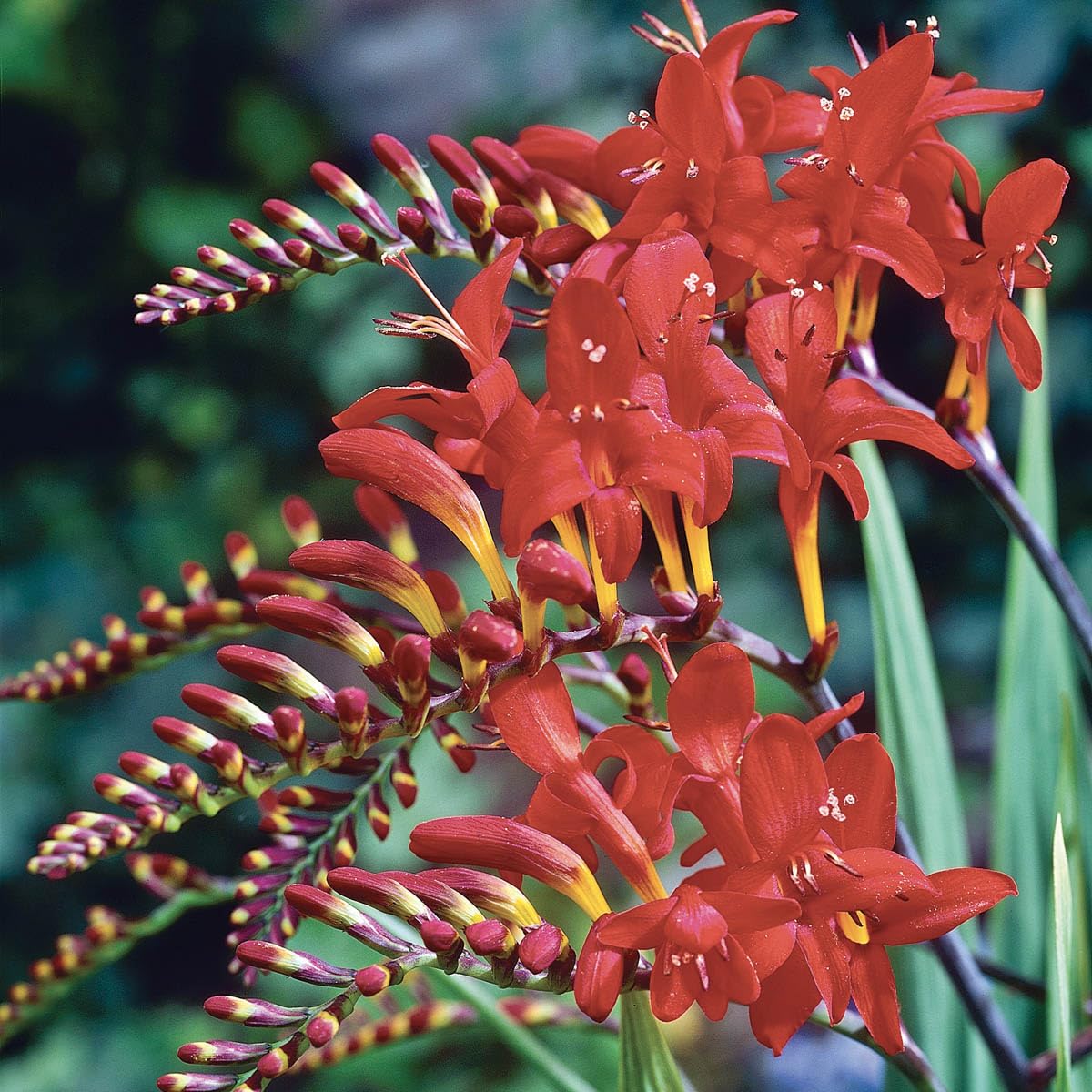 BRECK'S - Lucifer Red Flowering Crocosmia Dormant Bare Root Summer Flowering Bulbs, 10 Bulbs per Offer