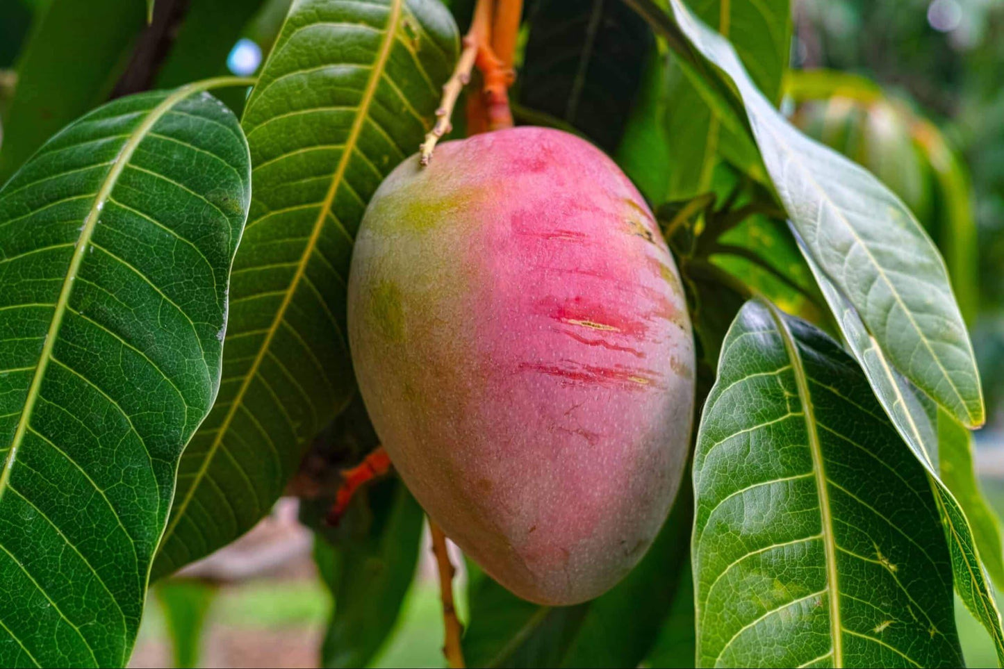 Palmer Mango Tree – 8–12 in Live Tropical Fruit Tree Seedling (Mangifera Indica) | Naturally Grown from Seed | Sweet, Low-Fiber Mango Variety | Fast-Growing Live Plant for Home Garden or Patio