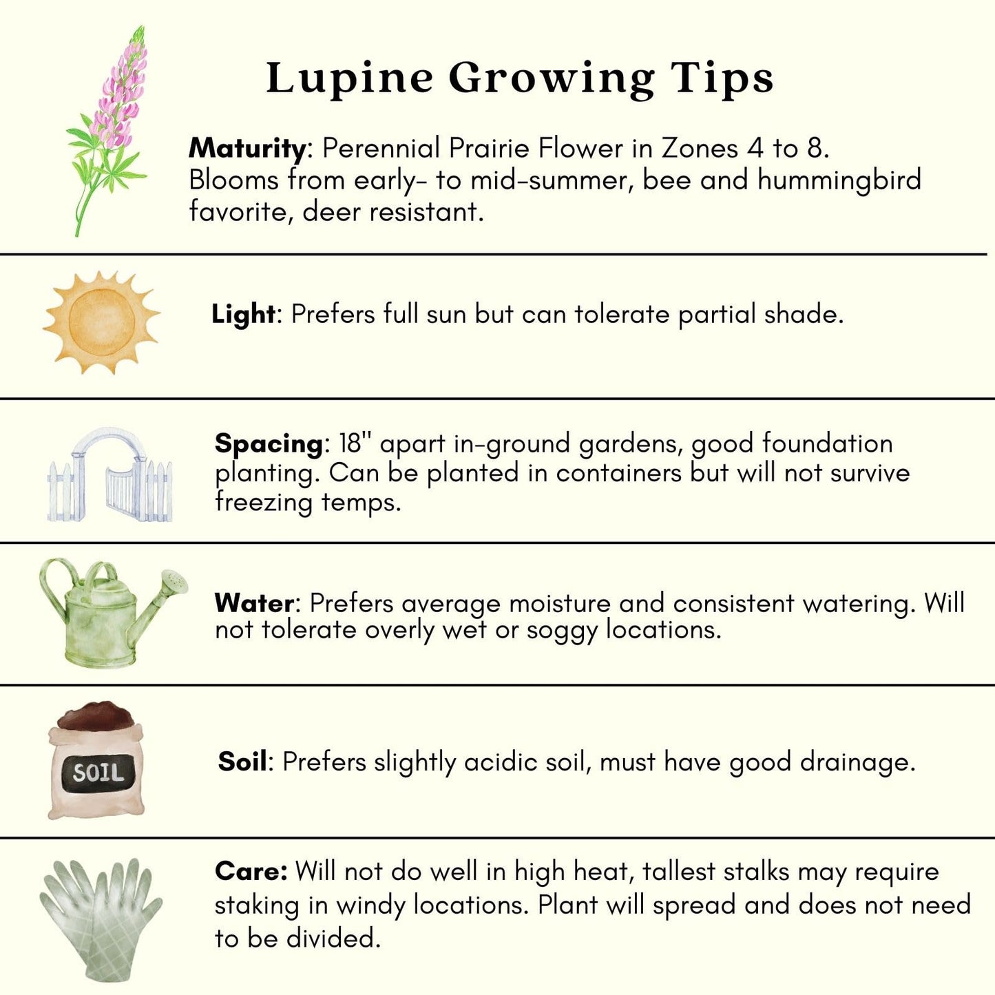 Clovers Garden Lupine Gallery Mix (Lupinus) Plants – Two (2) Live Plants – Non-GMO - Not Seeds - Each 4" to 8" Tall – in 4" Inch Pots – Perennial Flower