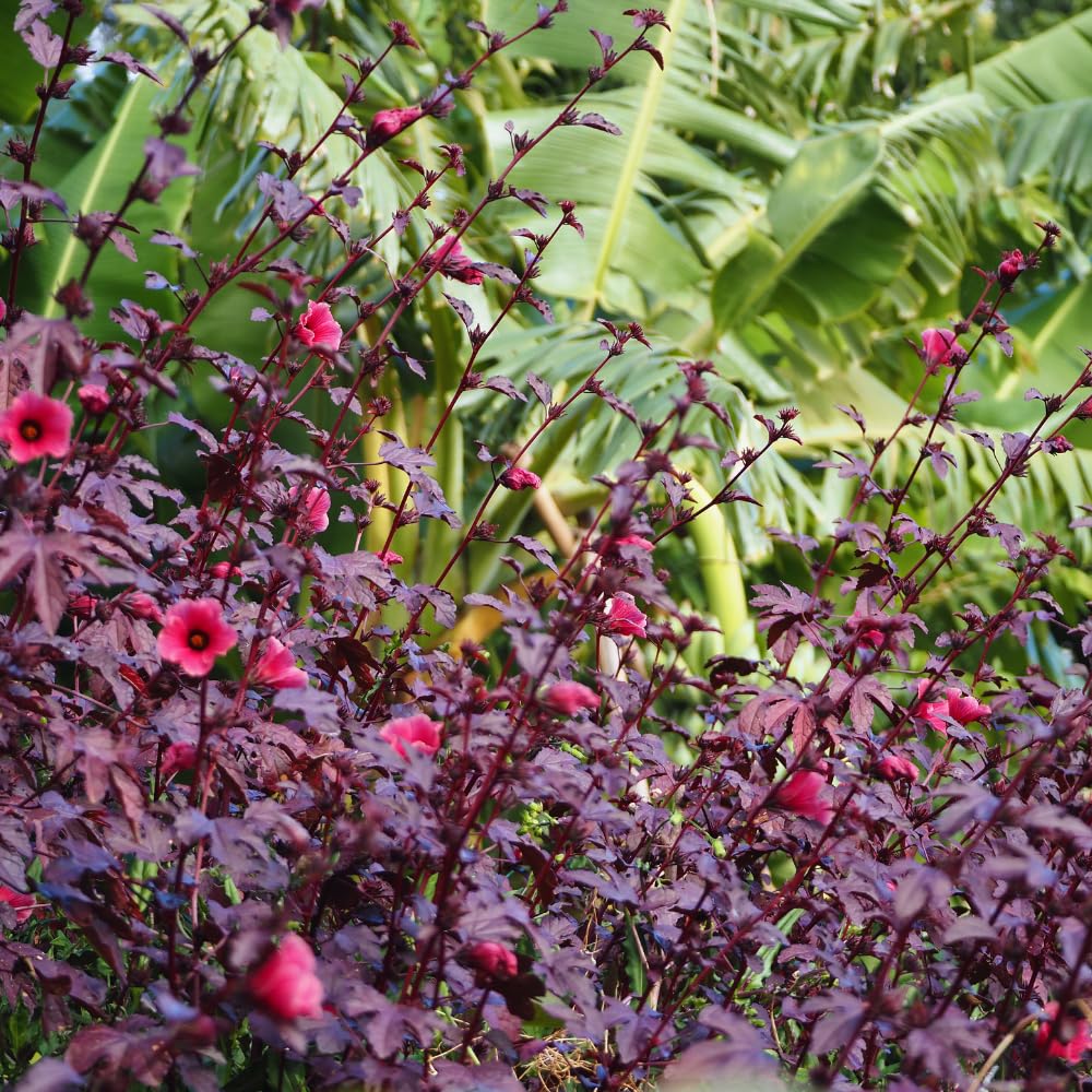 Red Leaf Hibiscus Plants Live, 3 Live Cranberry Hibiscus Plants, Size Plant 5 to 7 Inc Tall