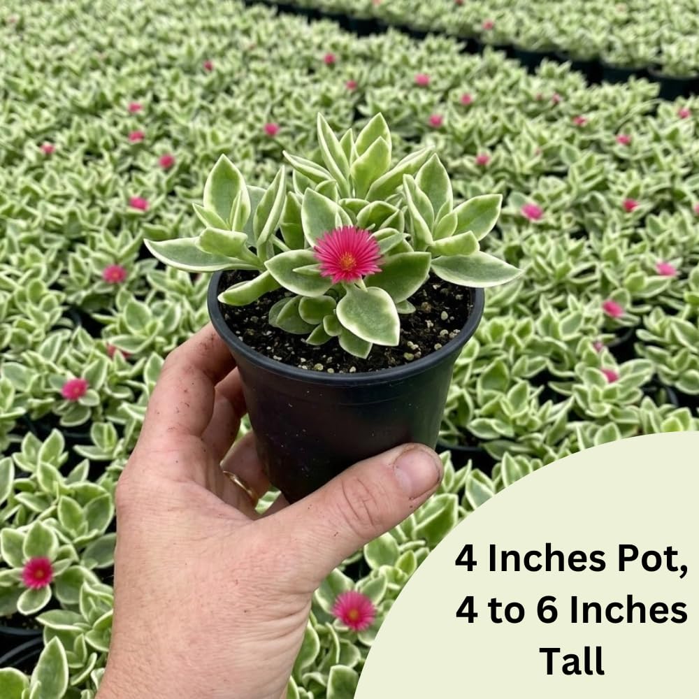 Variegated Ice Plant Live in 4 Inches Pot, Live Rare Succulent from 4 to 6 Inches Height, Variegated Baby Sun Rose Succulents for Hanging Basket
