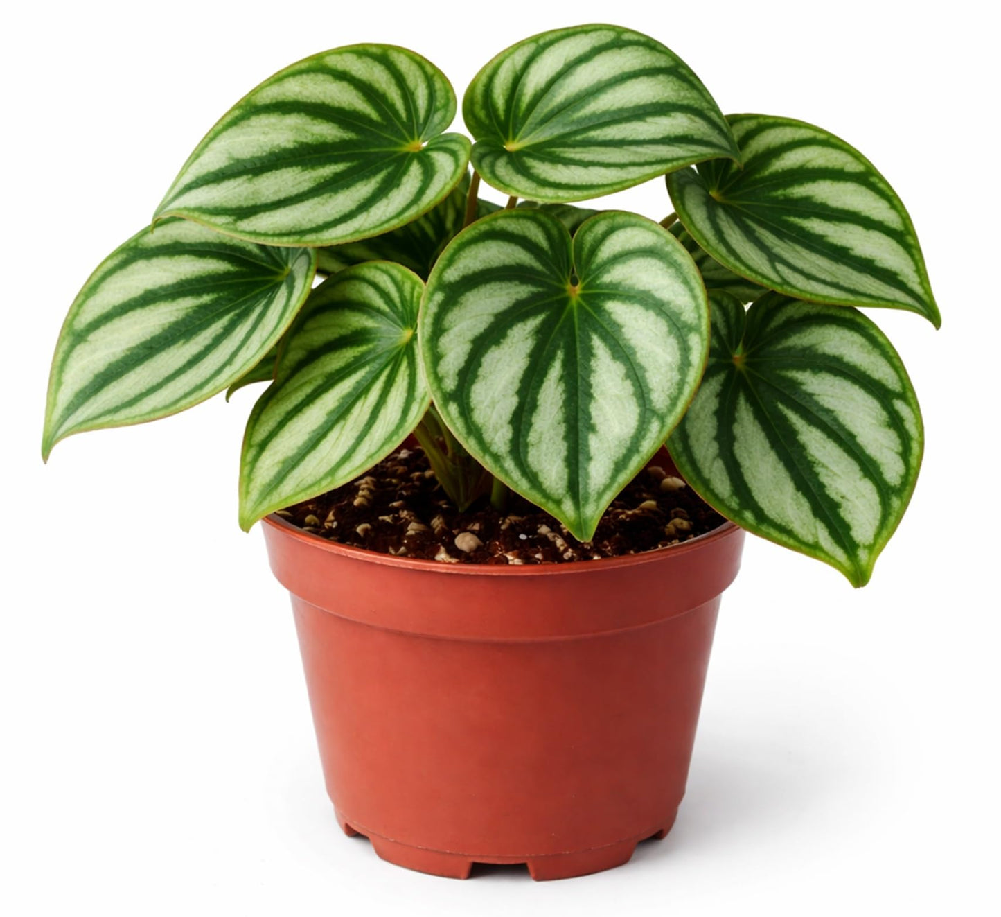 Watermelon Begonia Live Plant – Begonia with Silver & Green Striped Leaves in 2 Inch Pot – Easy Care Indoor Houseplant