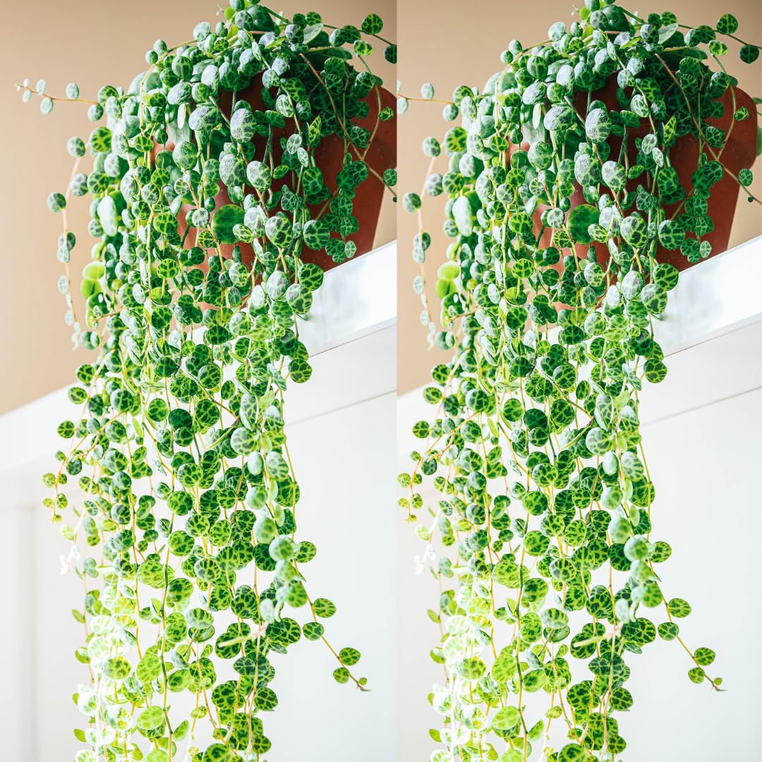 String of Turtles Live Plants, Easy Indoor Trailing Succulent in 2.5" Pot, Hanging Succulent Houseplant Indoor Outdoor Planting