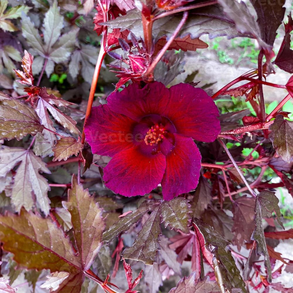 Pack 2 Cranberry Hibiscus Plants Live, 4-8 Inches Tall, Edible Ornamental Plant, Red Hibiscus Flowers