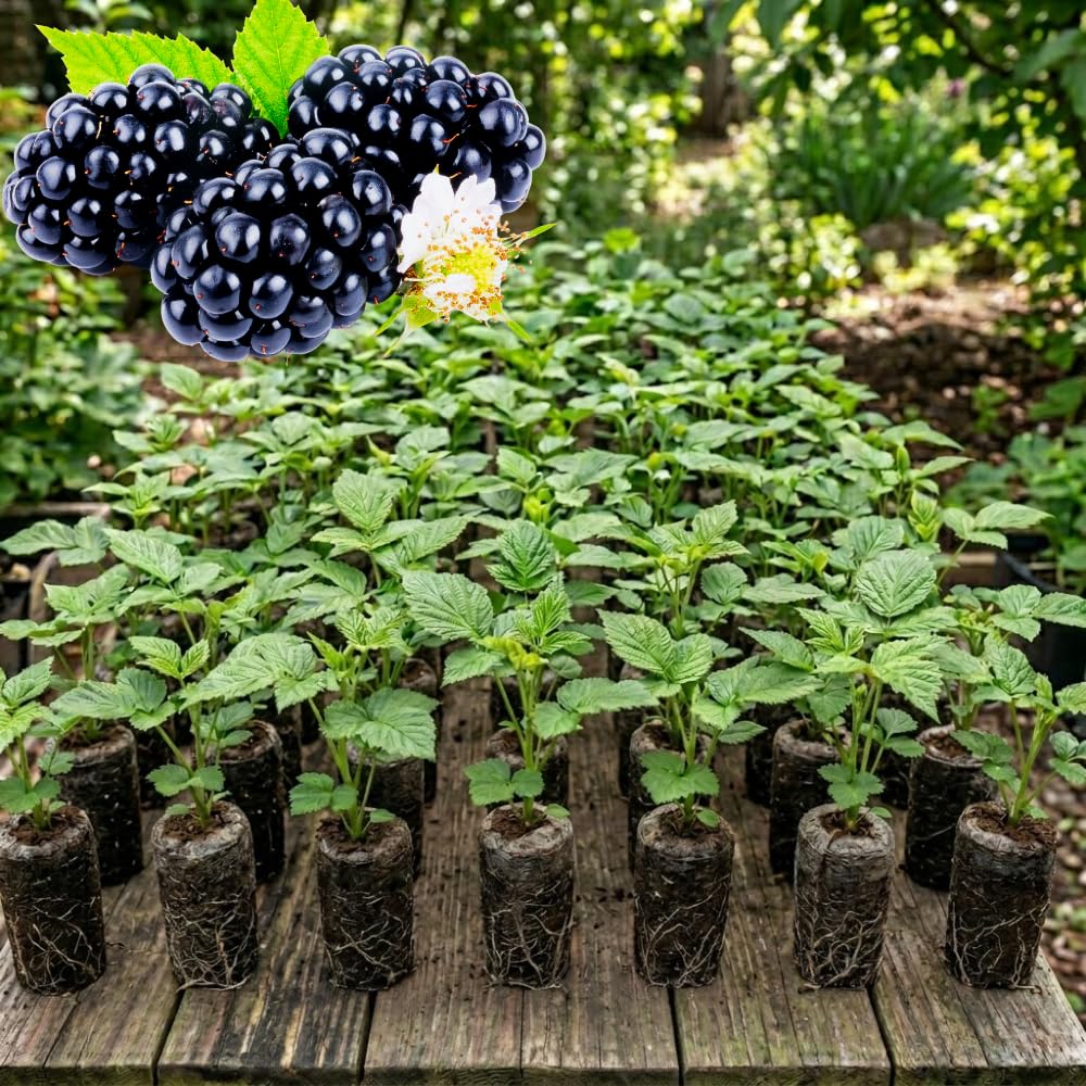 Pack 2 Thornless Boysenberry Plant, Boysenberry Plants Live for Planting, Fruit Tree Seedlings 4-6 Inches Tall, Fast Growing and Sweet Berries for Edible Garden