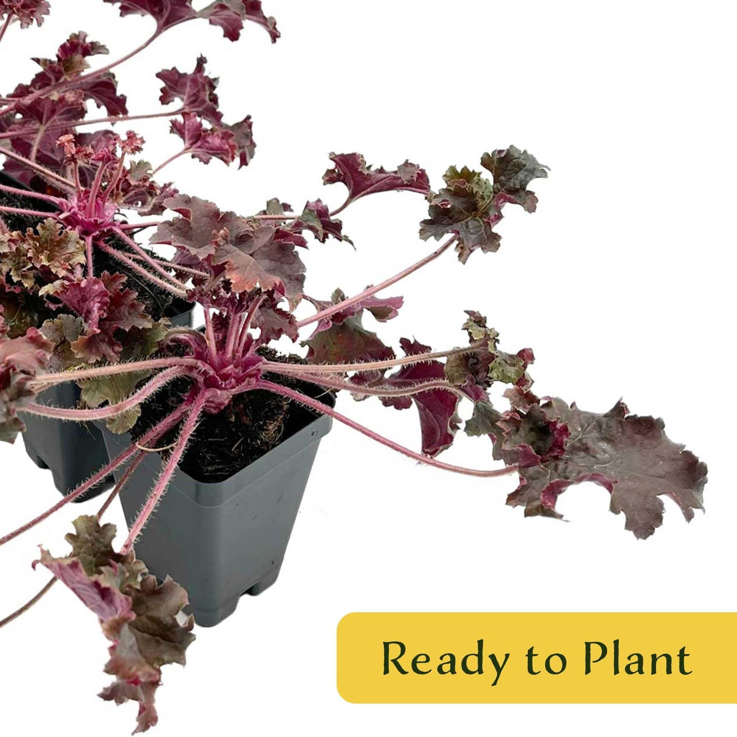 4 Dark Storm Coral Bells – Near Black Evergreen Shade Perennial with Glossy, Compact Ruffled Foliage for Borders & Containers (Heuchera ‘Dark Storm’) in 3.5” Cubes, Live Plants