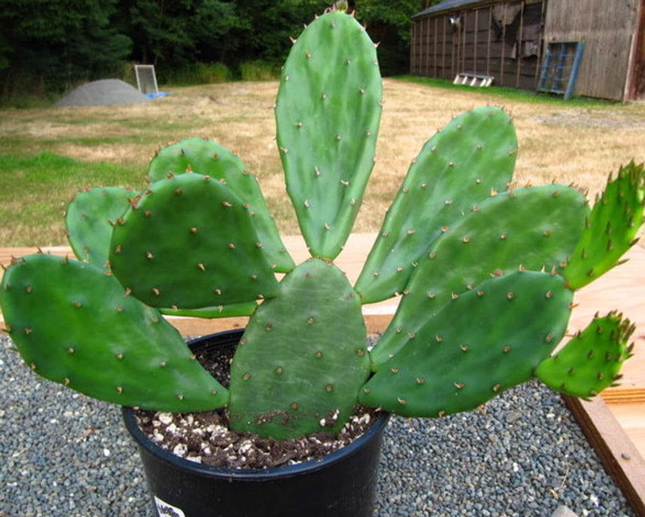 Spineles 3 Pads Thornless Edible Nopales Prickly Pear Cactus Opuntia Cacanapa Succulents Cutting Planting by Exotic-Succulent-Collection