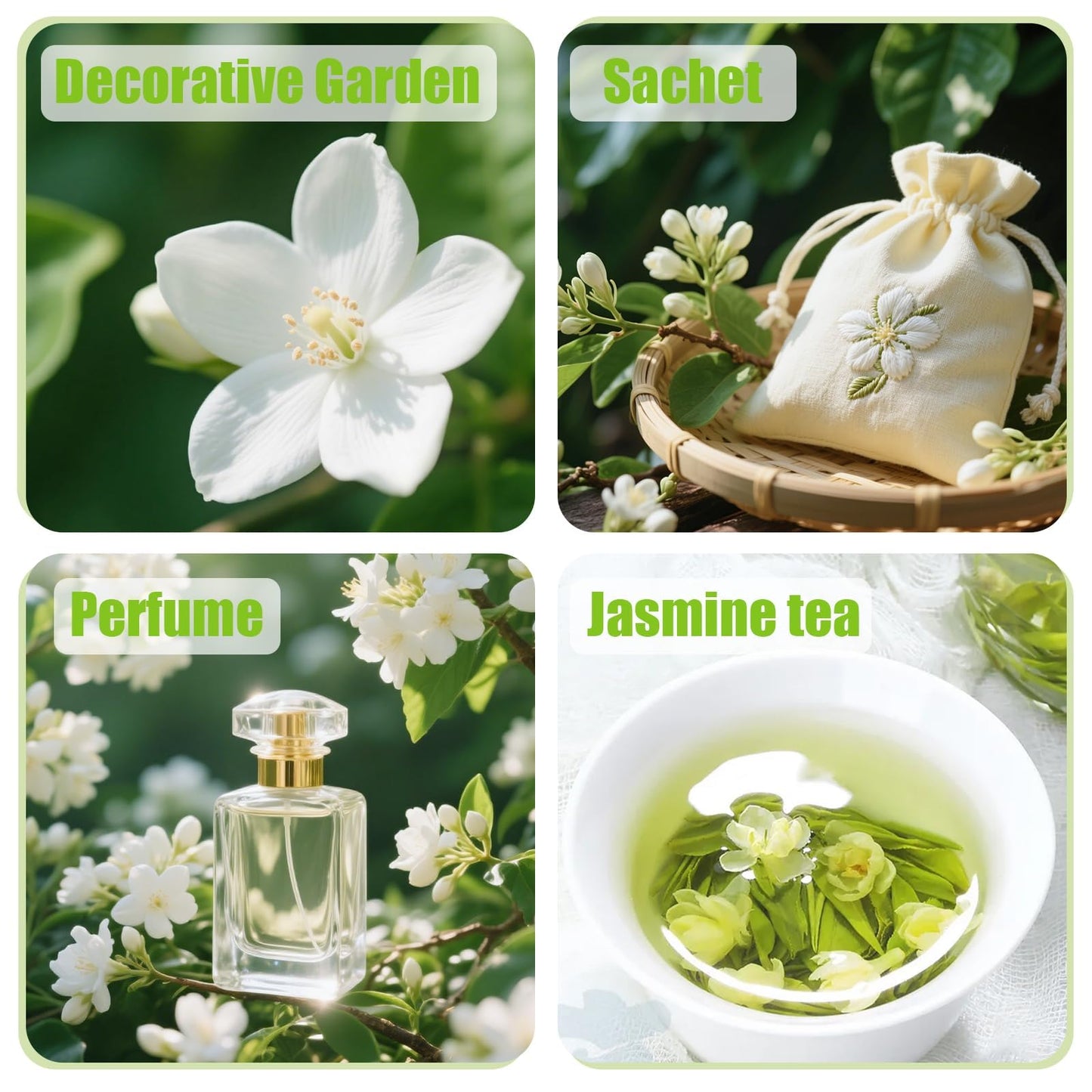 400+ Climbing Jasmine Flower Seeds for Planting – Easy to Grow, Non-GMO, High Germination Fragrant Flowers for Home Garden, Balcony, Trellis, Fence, Vertical Garden Decor
