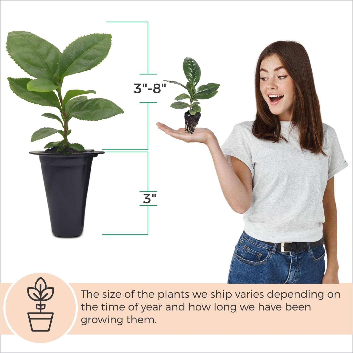 Camelia Tea Plant (4 Pack) | Real Live Plant for Sale | Perfect for Tea Lovers | Hardy and Easy to Grow for Planting | Grow Organic Tea Leaves at Home | Great for Indoor or Outdoor Gardens