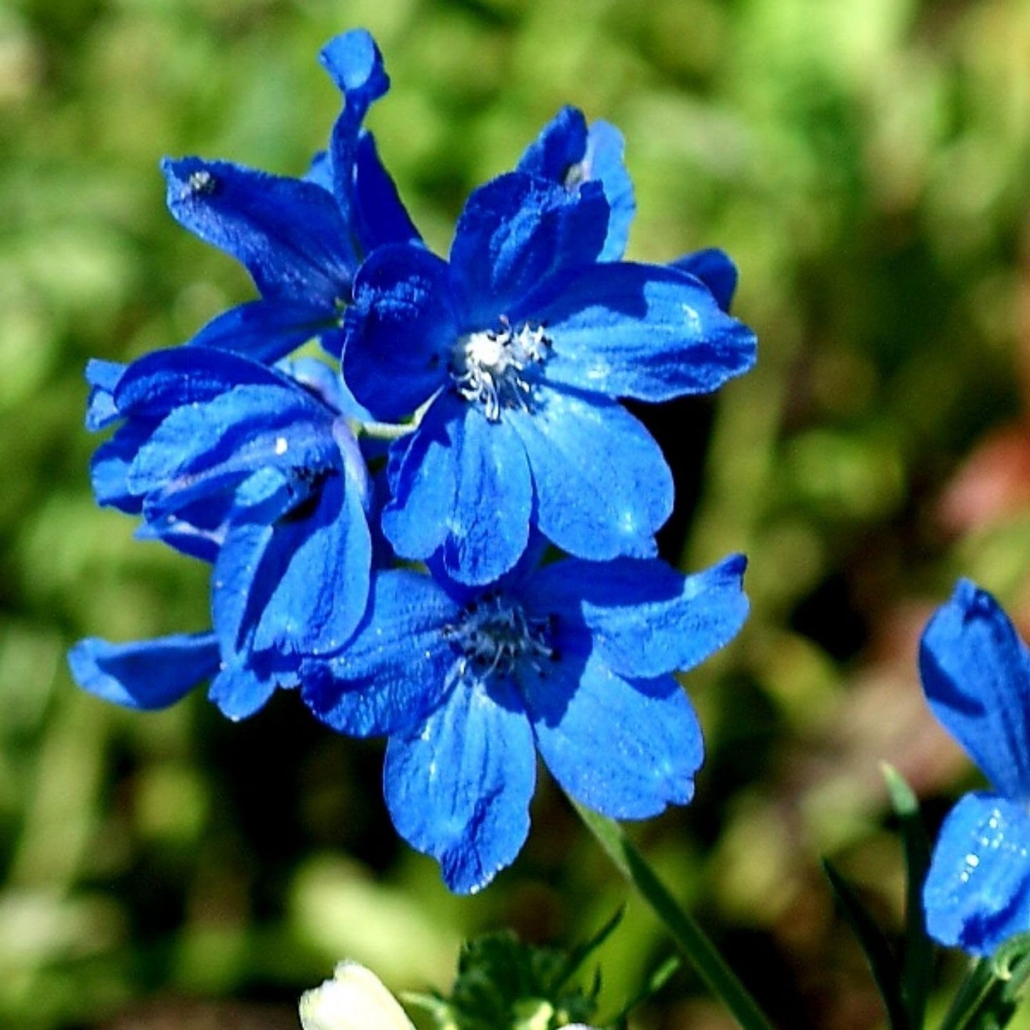 Clovers Garden Delphinium Blue Mirror (Larkspur) Plants – Two (2) Live Plants – Non-GMO - Not Seeds - Each 4" to 8" Tall – in 4" Inch Pots – Large Flower Spikes