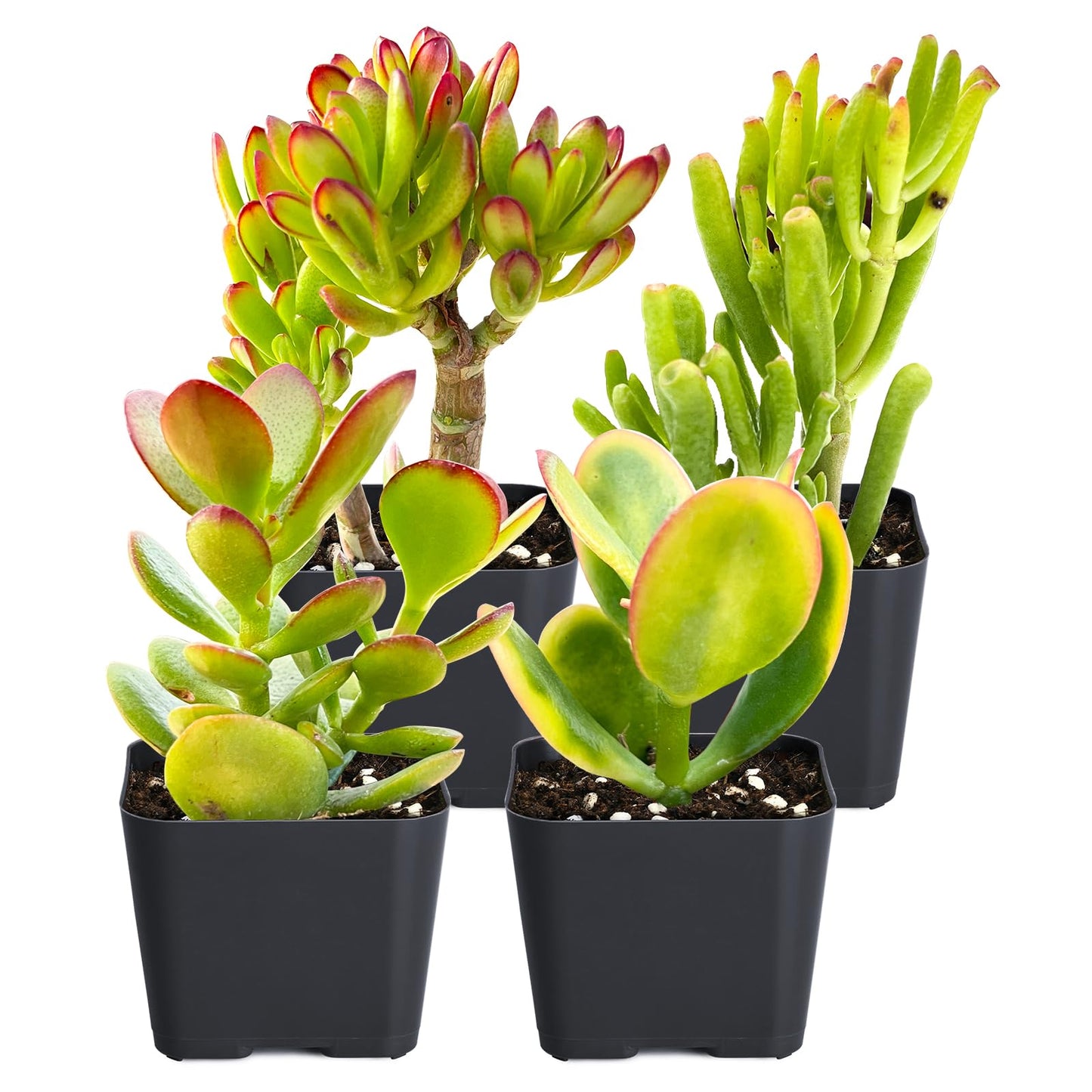 Sprout N Green Jade Succulent Collection, 4 Live Succulent Plant Fully Rooted in 2inch Starter Pot, Home Office Indoor Outdoor Wedding Decoration DIY Projects Party Favor