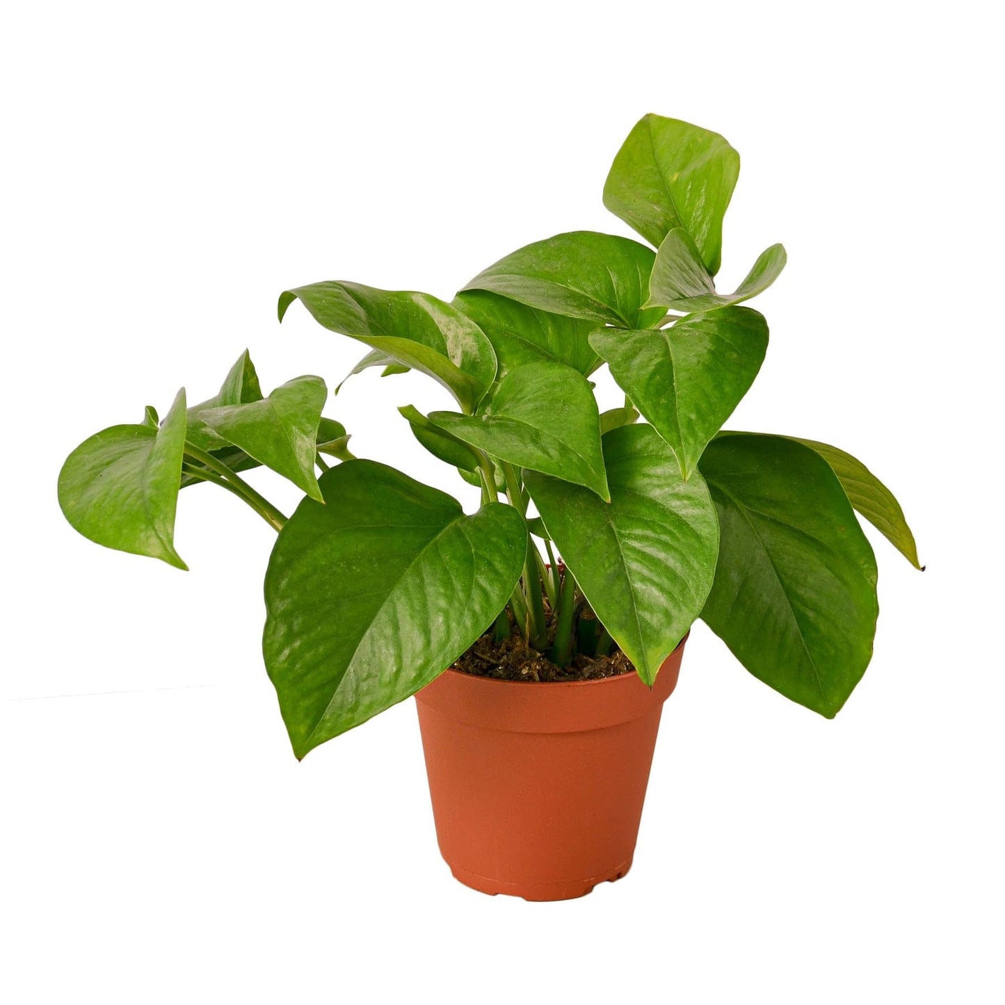 Pothos 'Green Queen' | Live Plant for Indoor & Outdoor | for Living Room, Office, Bathroom | (4" Pot)