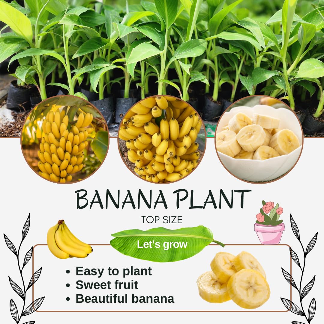 Banana Plant Live, Dwarf Cavendish Banana Tree Live Plant, Hardy Banana Fruit Seedling 4 to 8 Inch Tall, Indoor Outdoor