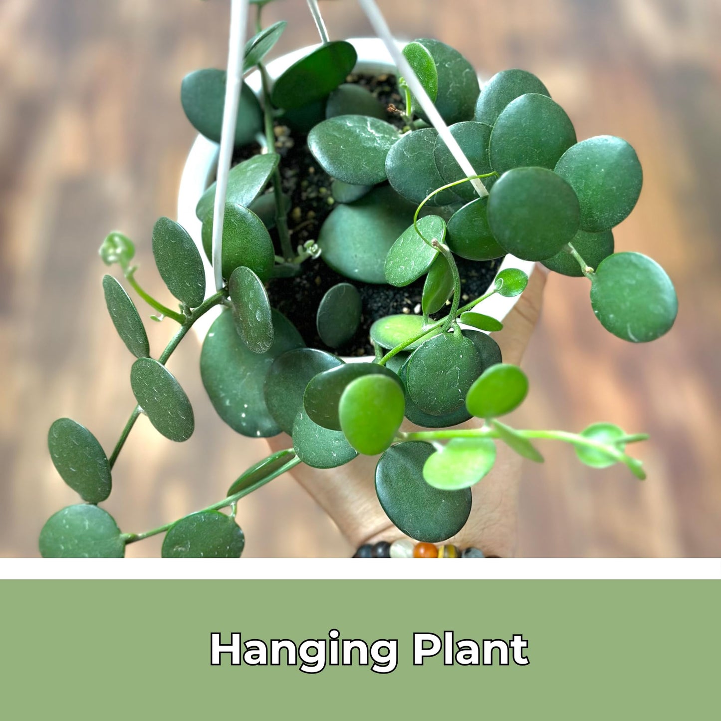 4.5 Inch Silver Dollar Vine Plant - Trailing Succulent Hanging Plants Live - String of Nickels - Fully Rooted Houseplant for Home Office Decorations & Birthday Gift(Heat Pack Included)