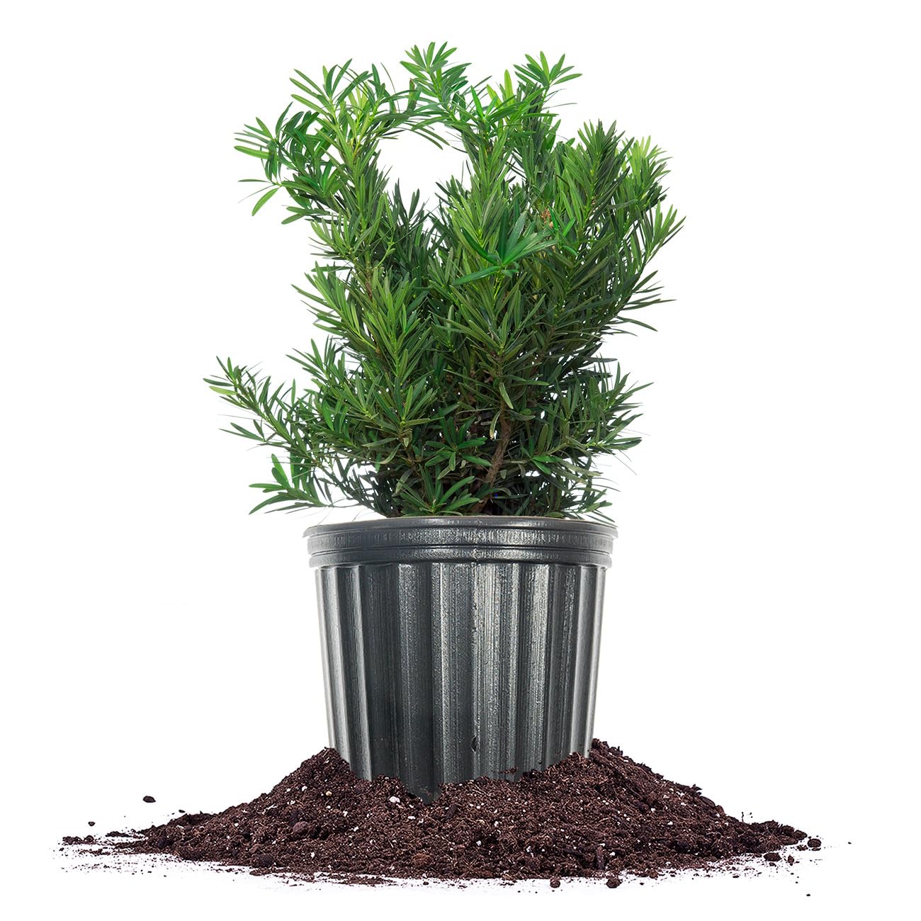 Perfect Plants Podocarpus Pringles 1 Gallon Growers Pot | Elegant Japanese Yew Perfect for Foundational Planting or Shrub Borders