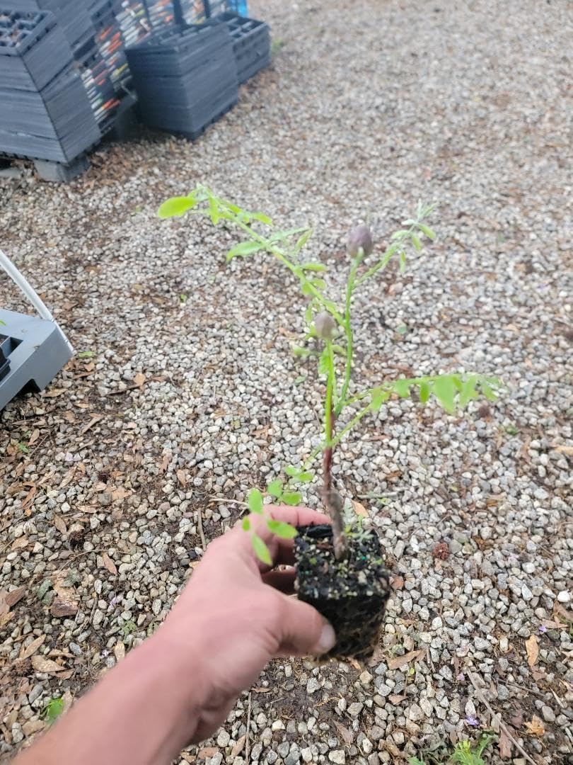 Live Plant - Amethyst Falls Wisteria Vine - Starter Plant