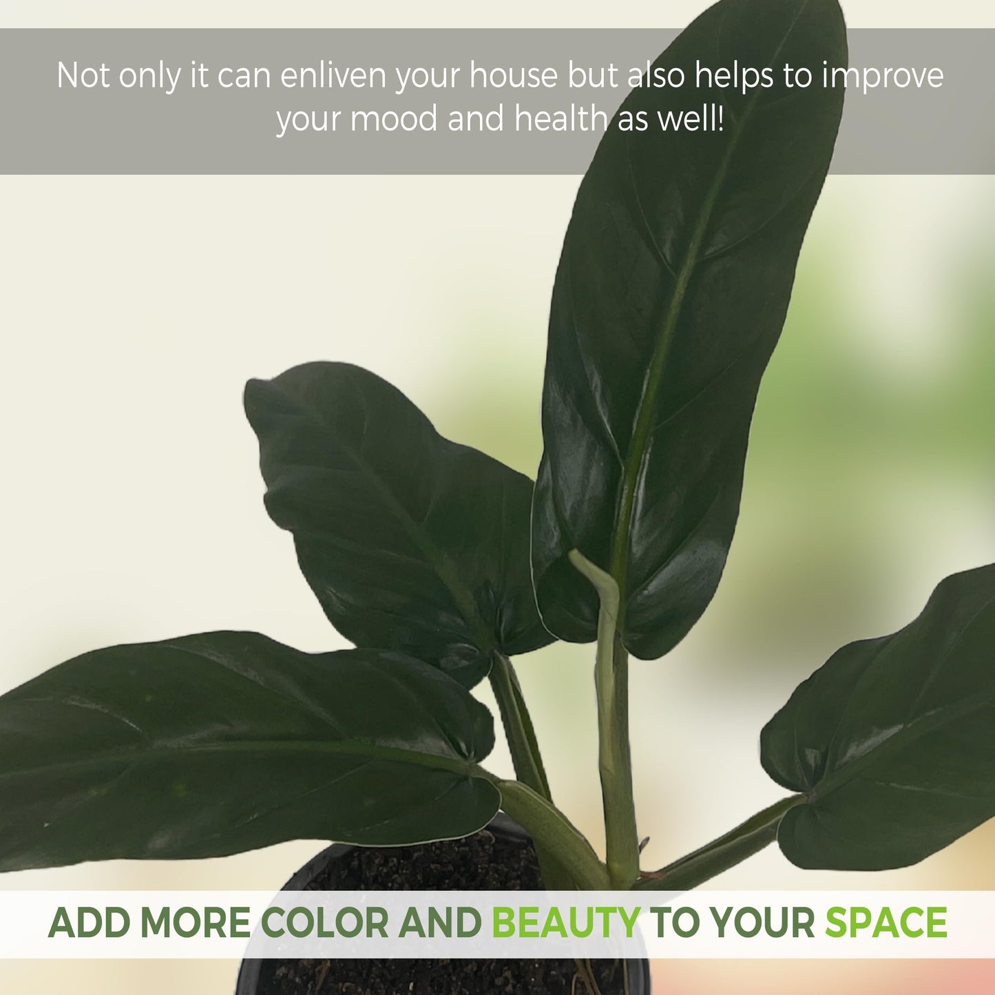 LEAL PLANTS ECUADOR Philodendron SP Napo (Pack of 2)| Heart-Shaped Green House Plant for Indoor Decor | Live Tropical Plant for Home or Office | Elephant Ear Plants