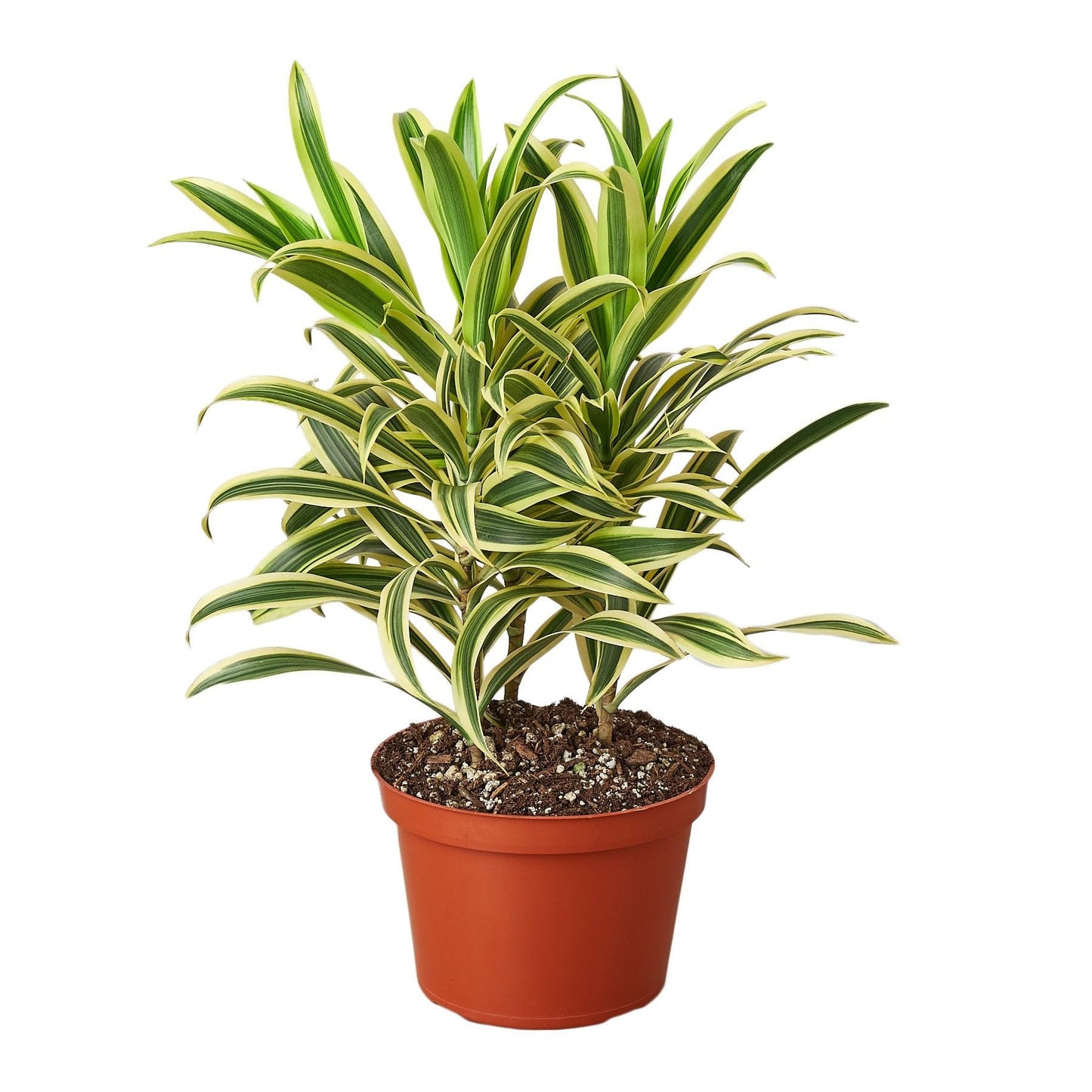 7 Pack Dracaena 'Song of India' in 4in Pot - Live Plants Tropical Houseplants | Variegated | USA Growers | The Snobby Leaf