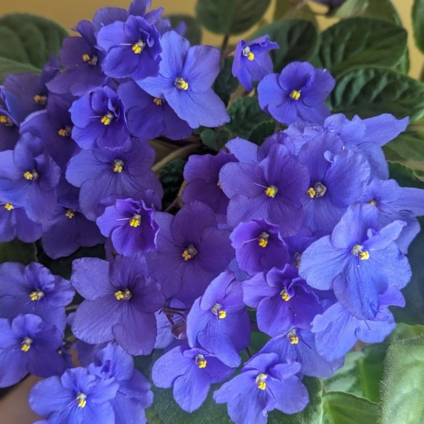 African Violets Live Plant in 4 Inch Pot, Blue Blooms, Perennial Flower Houseplant African Violet Plant for Indoors Outdoor Garden