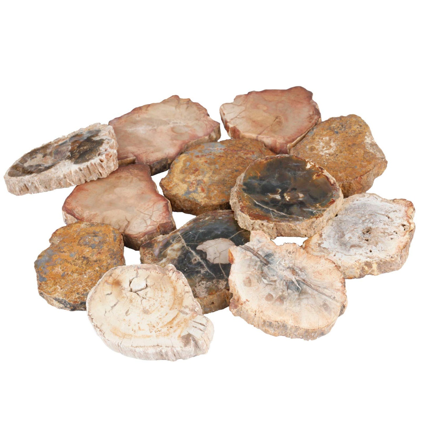 SUNYIK Irregular Natural Petrified Wood Slab Slice Stone Mineral Specimen 1.5"-3", Pack of 4
