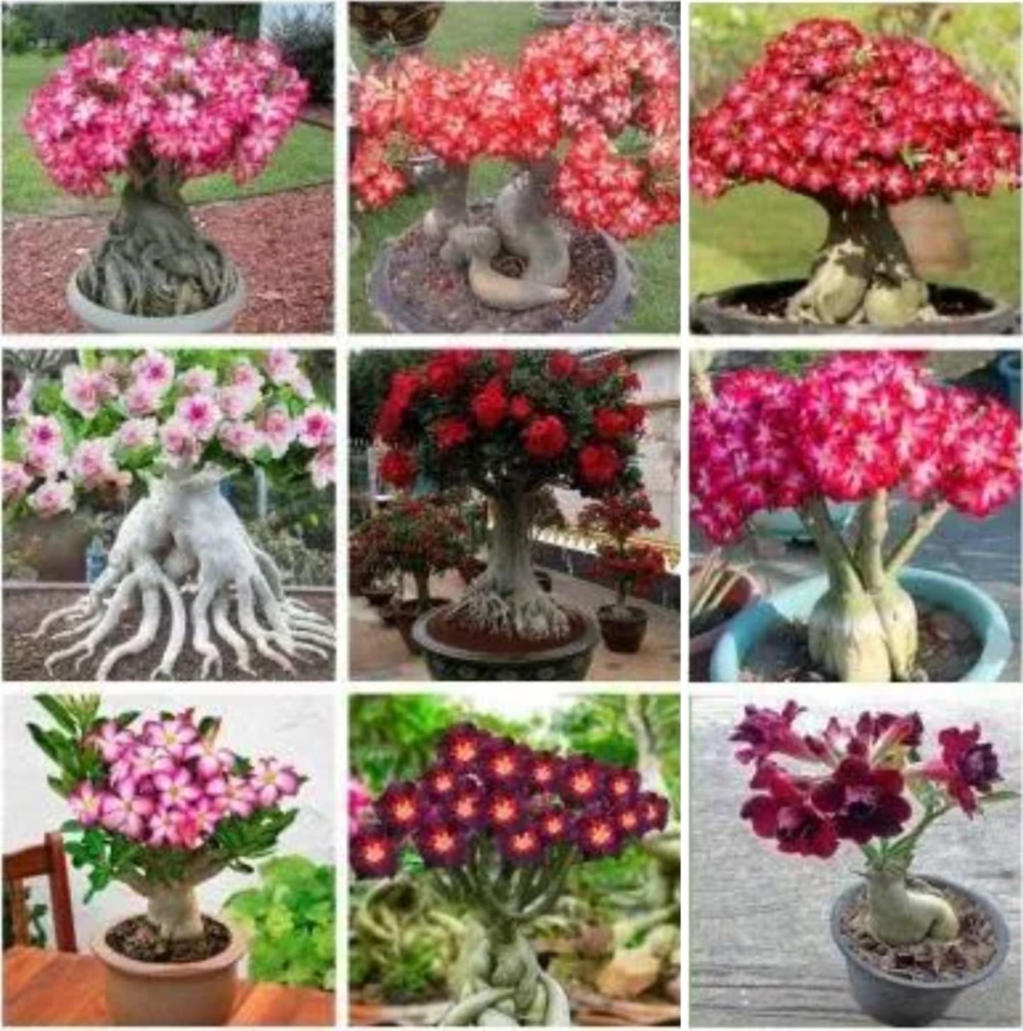 40 Mixed Color Desert Rose Seeds for Planting | Adenium Obesum Seeds to Grow.. Exotic Bonsai Plant, Tropical Rose Flower