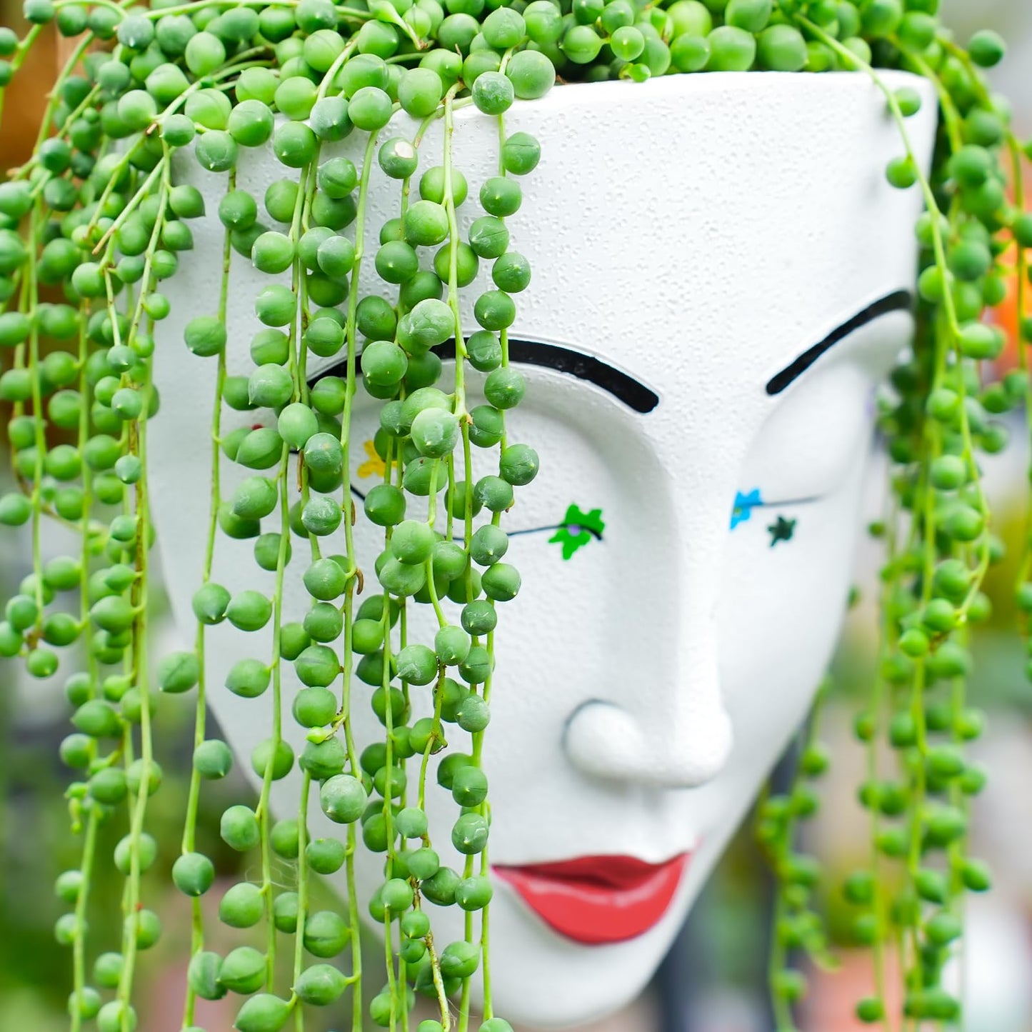 Sprout N Green 4" String of Pearls, Live Trailing Succulent Fully Rooted in Pots with Soil Mix, for Home Office Wedding Hanging Decoration, DIY Projects, Party Favor, Keep Away from Pets
