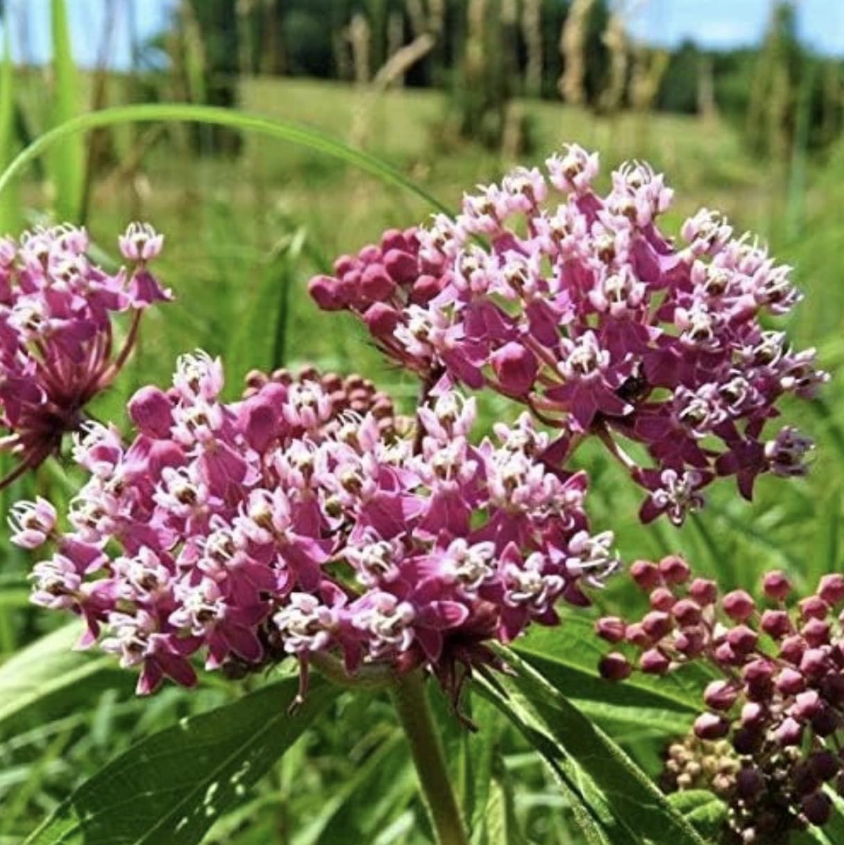 Generic Pink Milkweed Live Plants - Pack of 2 - Swamp Milkweed Plant - Monarch Butterfly Attractant - Perennial Blooms - Ideal for Gardens and Pollinator Habitats - Asclepias incarnata