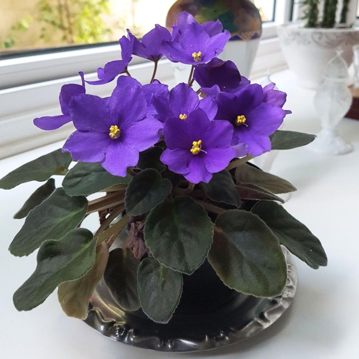 Blue African Violet Plant, Perennial African Violet Live Plants in 4 Inch Pot, Violets Live Plants Houseplant for Indoor Garden