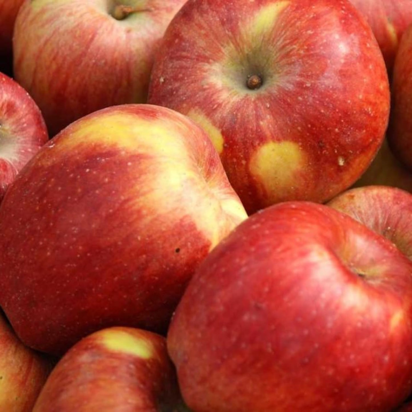 Gala Apple Tree Plant, 2' to 3' Tall, Red Apple Tree Plant, Gala Apple Plants Live Fruit Trees for Planting Indoors Outdoors Garden
