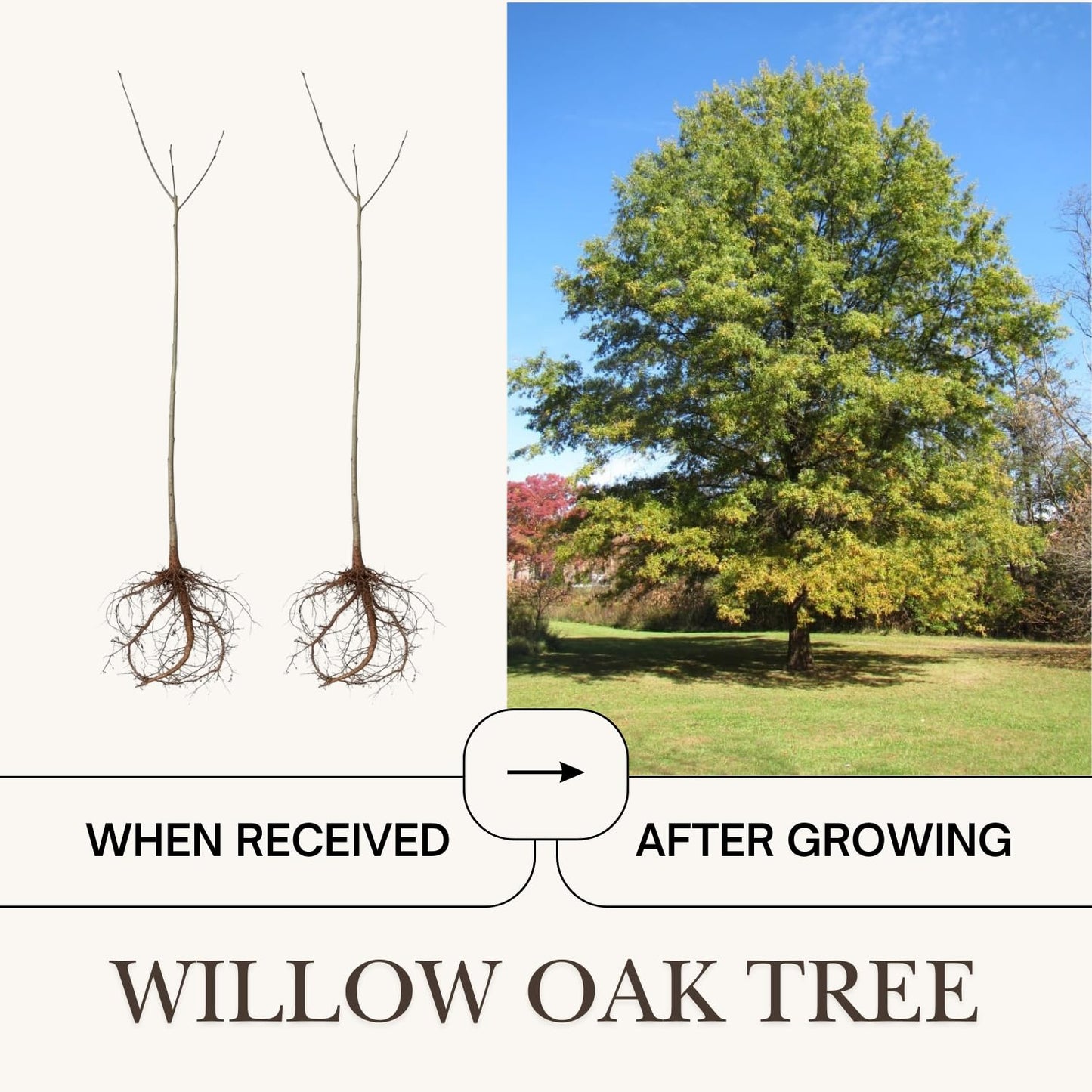 Set of 2 Willow Oak Trees Bare Roots 12–18 inches, Hardy, Fast-Growing Shade Trees for Landscaping and Yard Planting