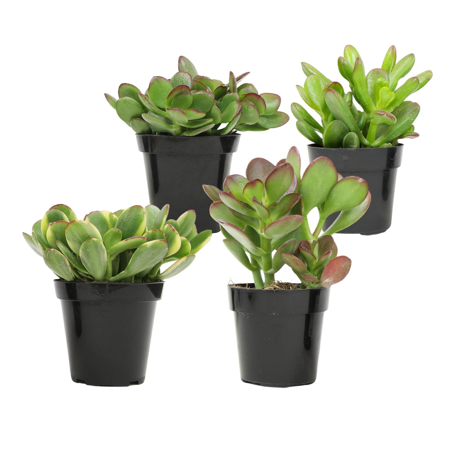 Altman Plants Live Jade Plant Collection (4PK), Classic Jade Plants in 2.5" Pots, Mini Succulents, Sunset Jade, Live Succulents, Crassula Ovata, Variegated Live Plants & House Plants in Succulent Soil