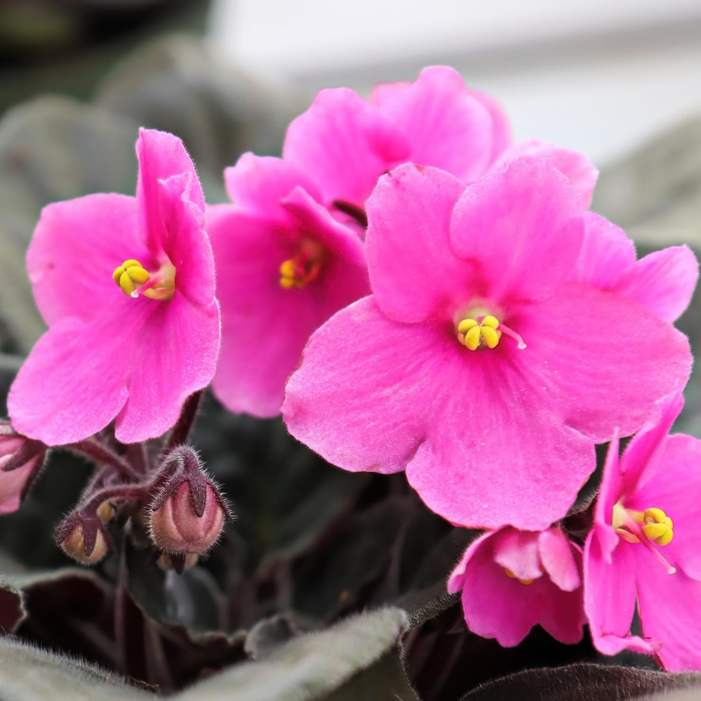 African Violets Live Plant, Pink Violet Plant Live African Violet Plants Indoor Plants Live Houseplants in 4 Inches Pot